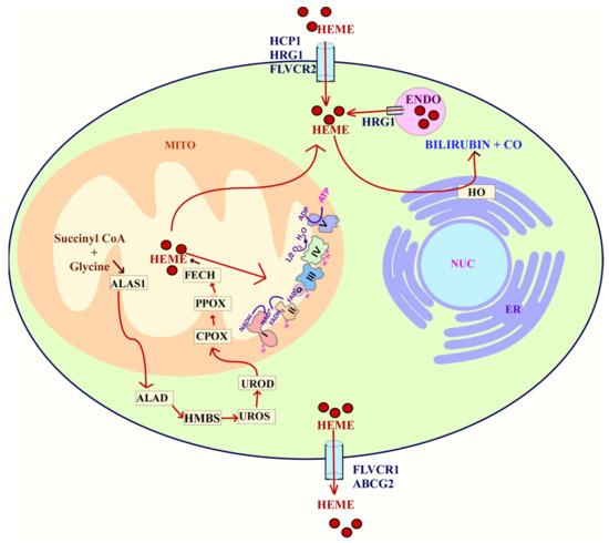 An Analysis of the Neurological and Molecular Alterations