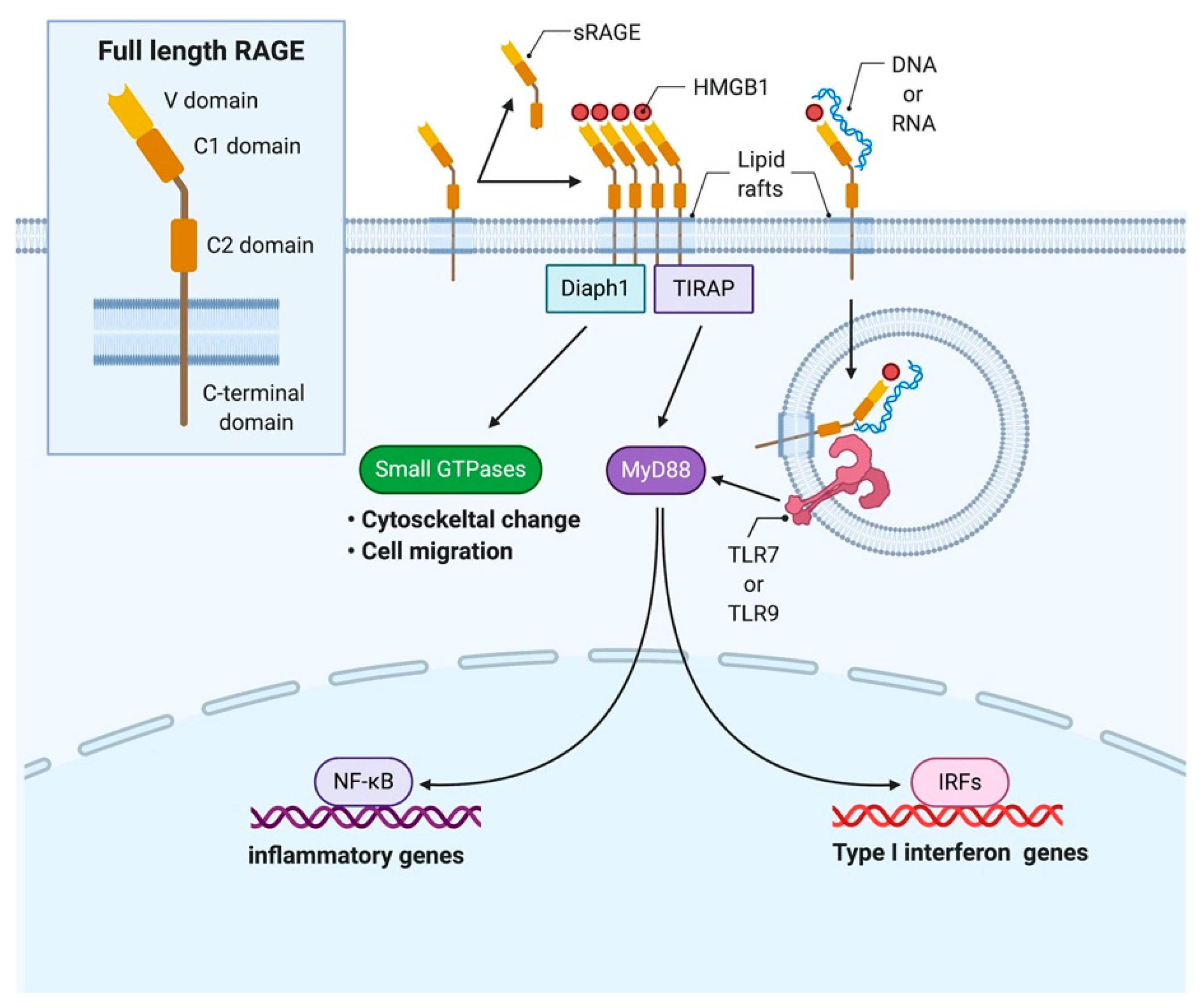 Cells 10 00564 g002 Cells 10 00564 g002