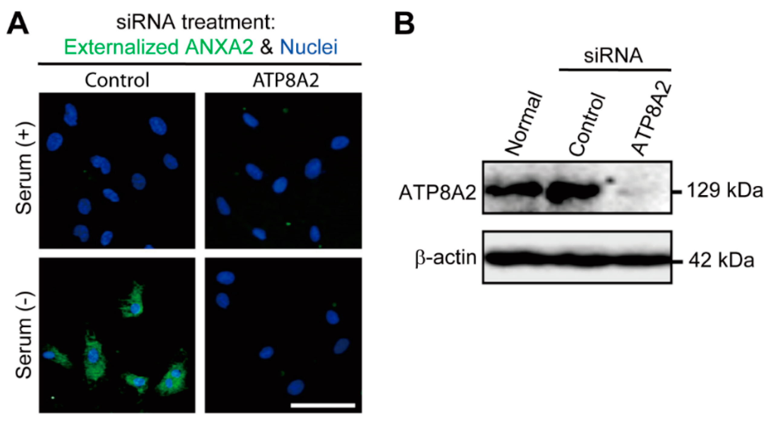 Cells 10 00567 g004 Cells 10 00567 g004