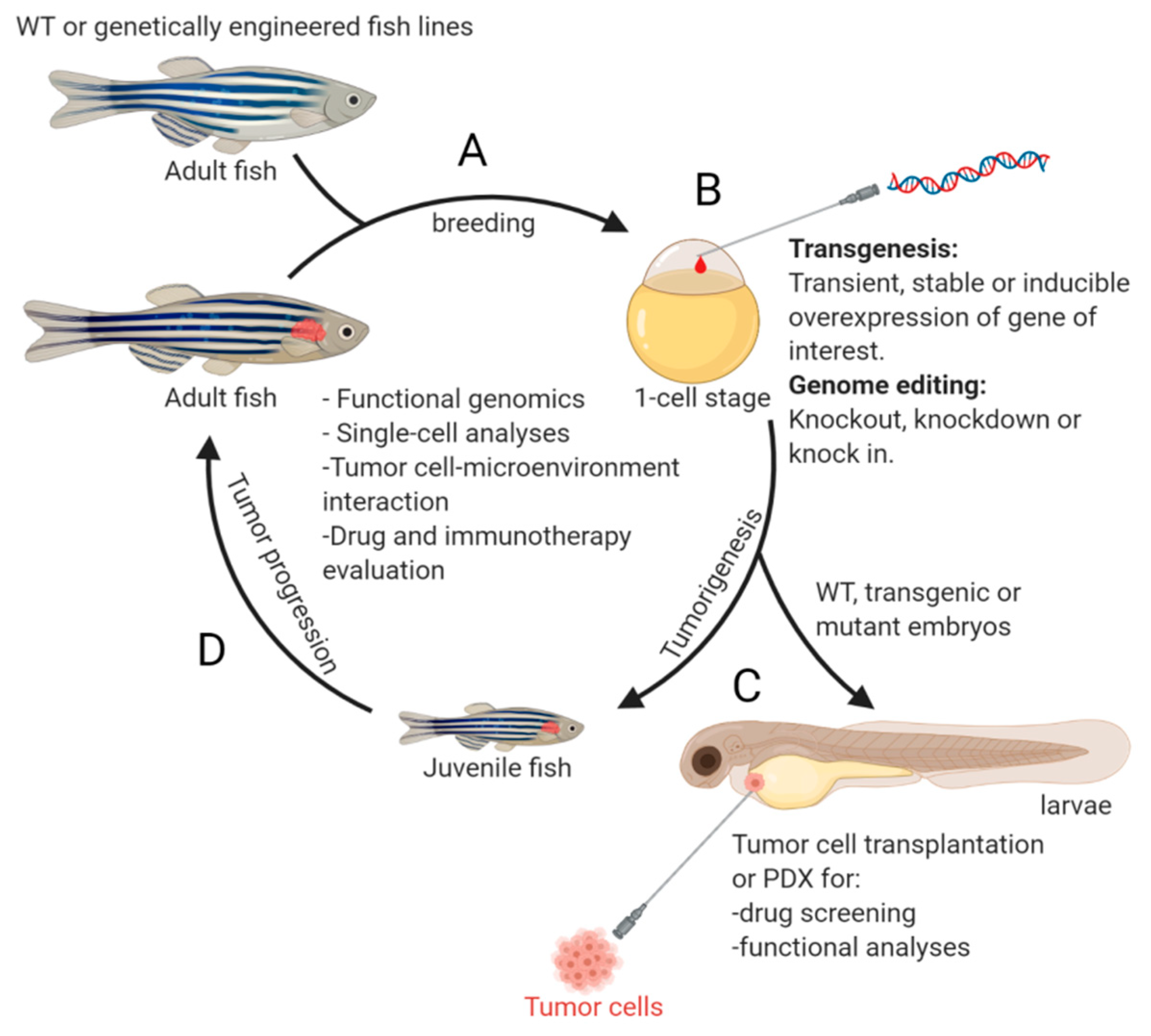 Cells | Free Full-Text | Zebrafish as a Neuroblastoma Model: Progress Made,  Promise for the Future
