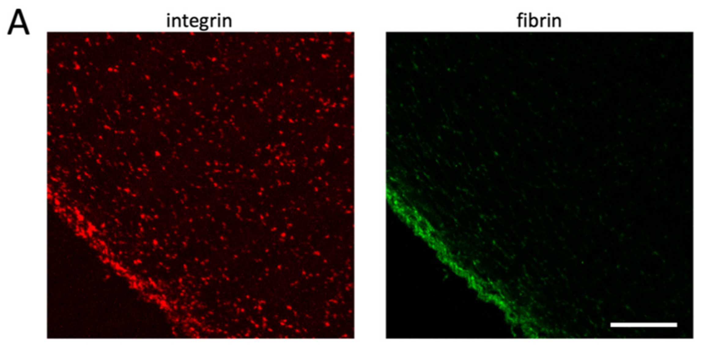 Cells 10 00584 g005a