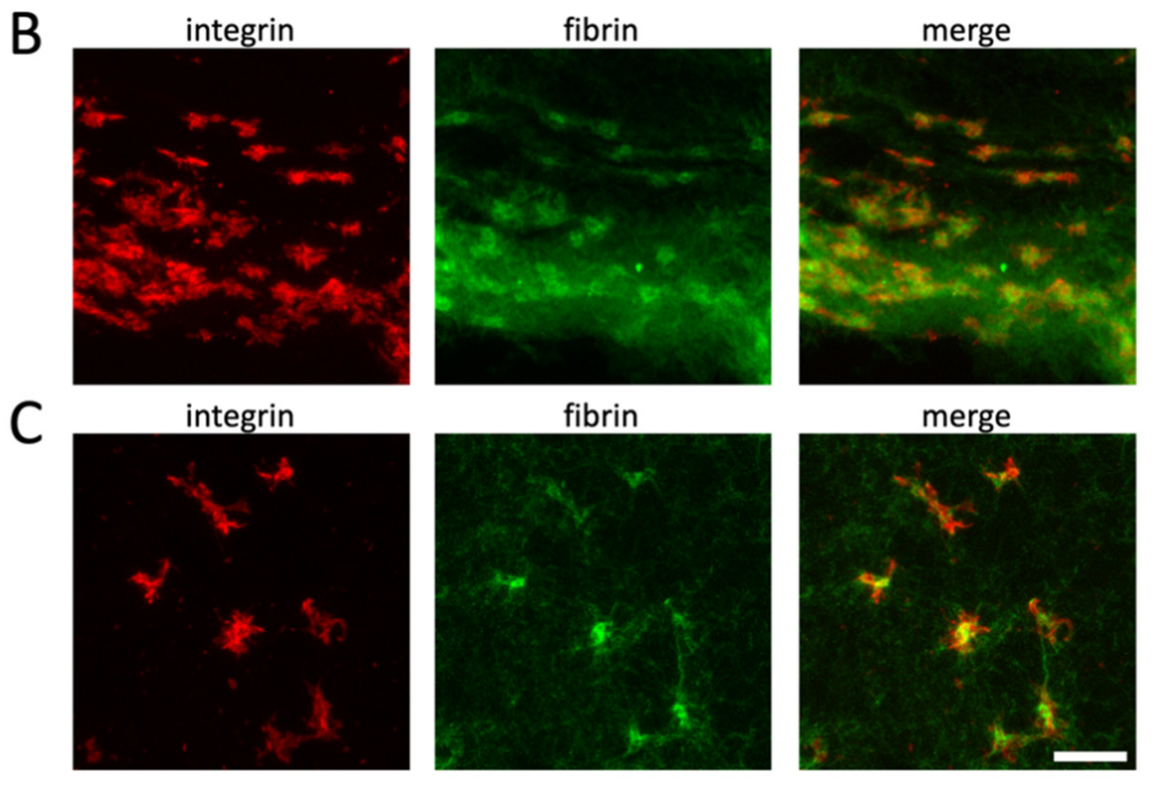 Cells 10 00584 g005b
