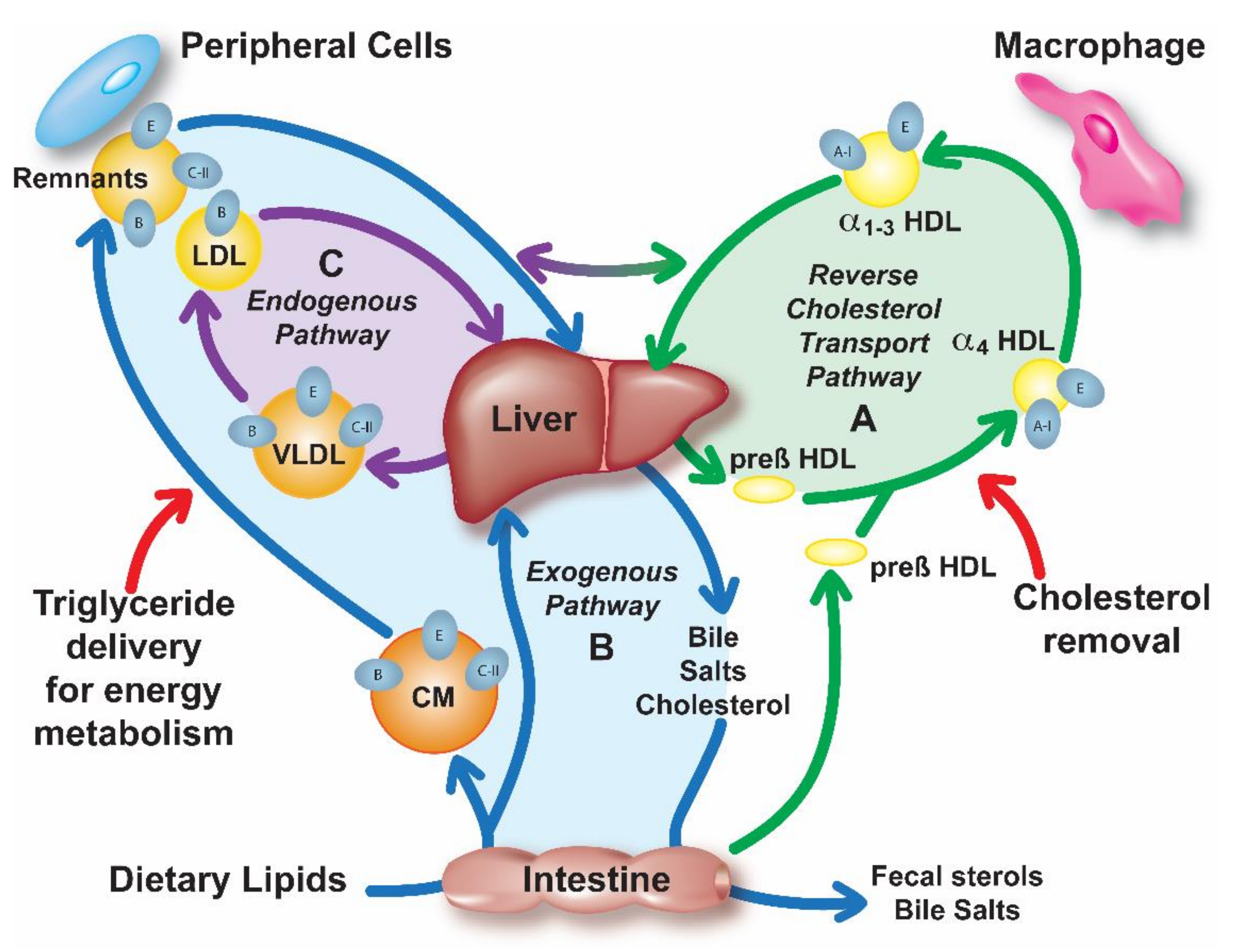 Apolipoprotein Mimetic Peptides: Potential New Therapies for