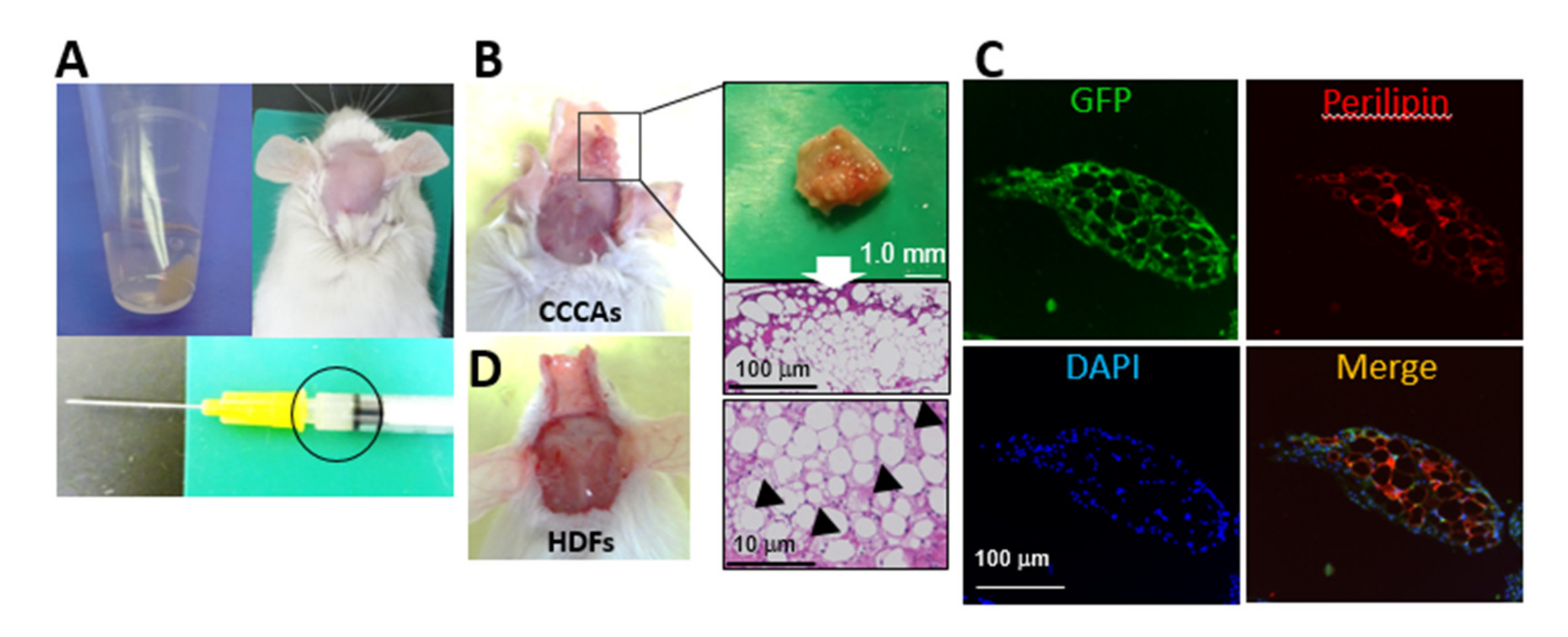Cells 10 00605 g006 Cells 10 00605 g006