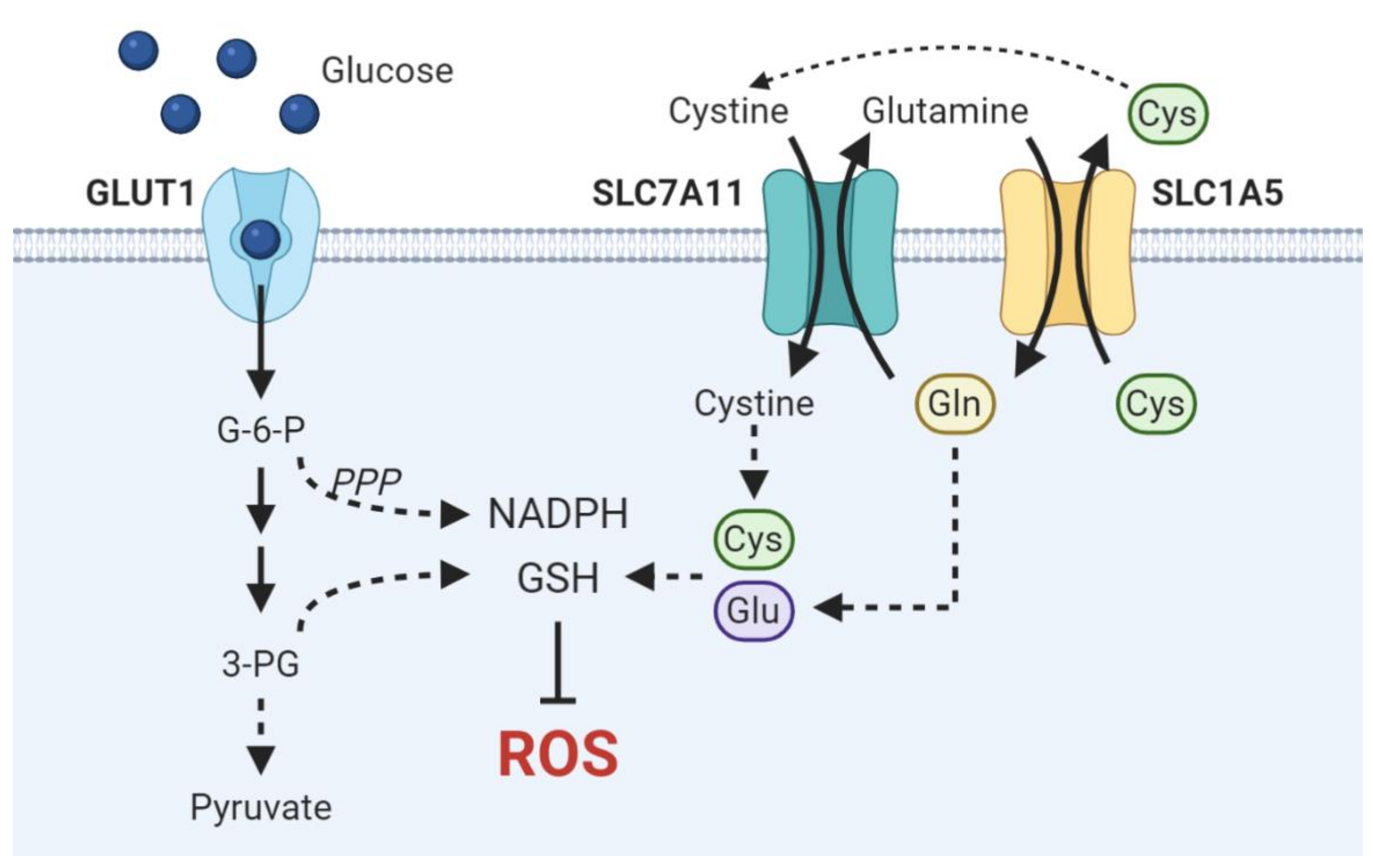 Cells | Free Full-Text | Oxidative Stress and the Intersection of 