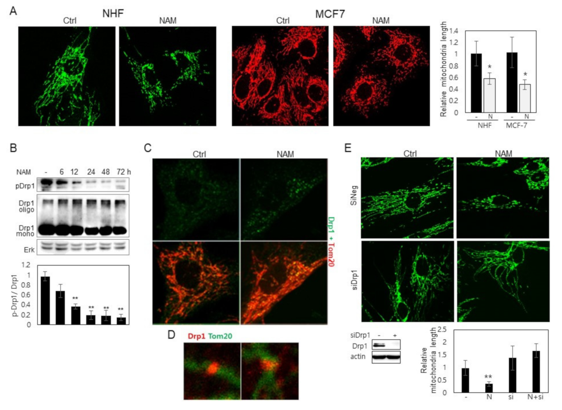 Cells 10 00612 g001 Cells 10 00612 g001