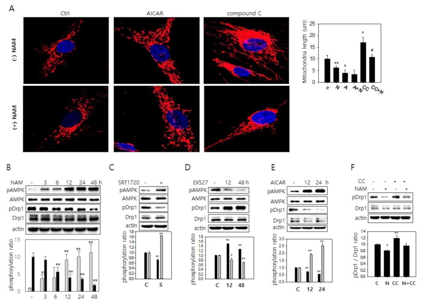 Cells 10 00612 g003 Cells 10 00612 g003