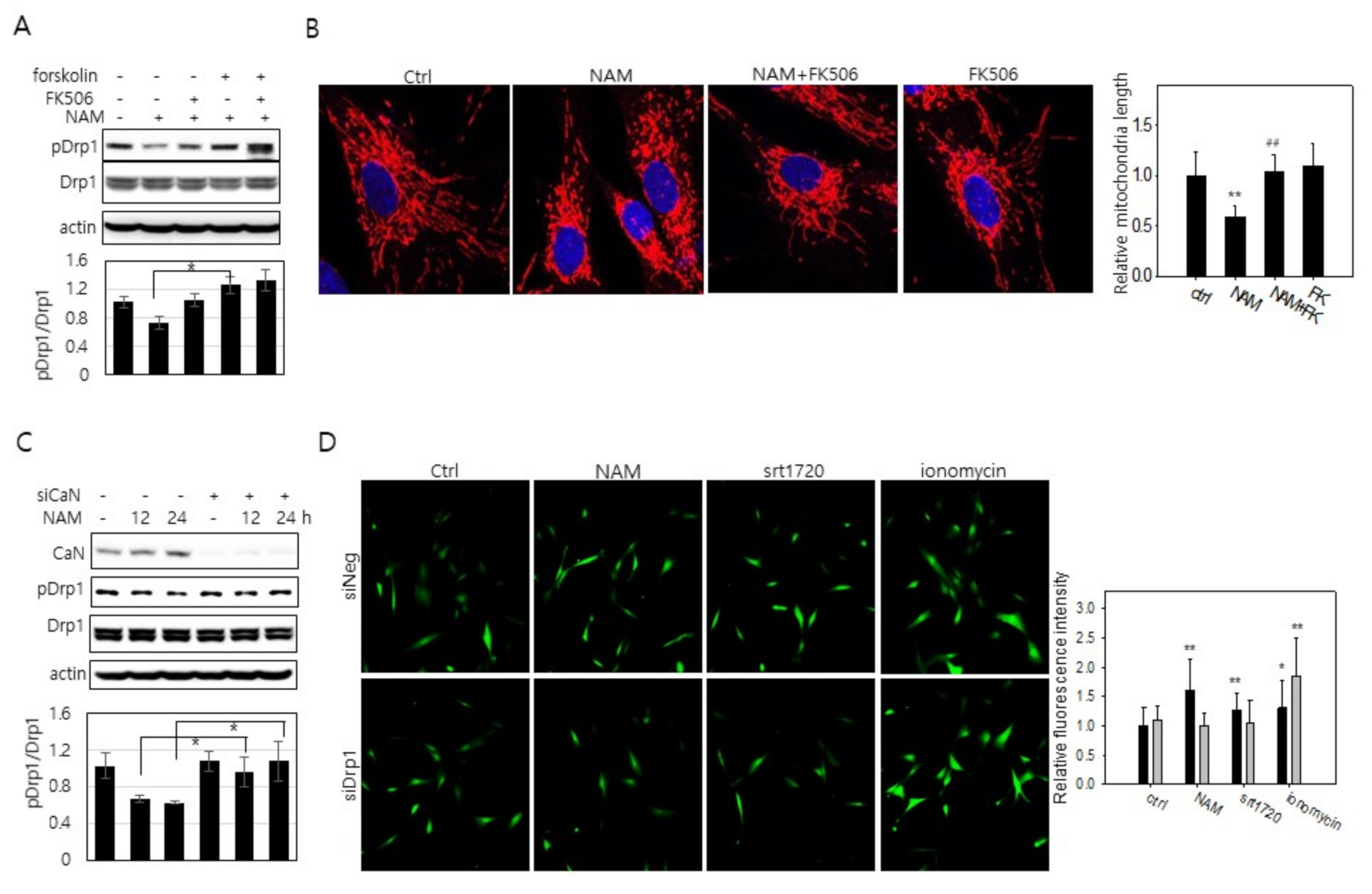 Cells 10 00612 g006 Cells 10 00612 g006