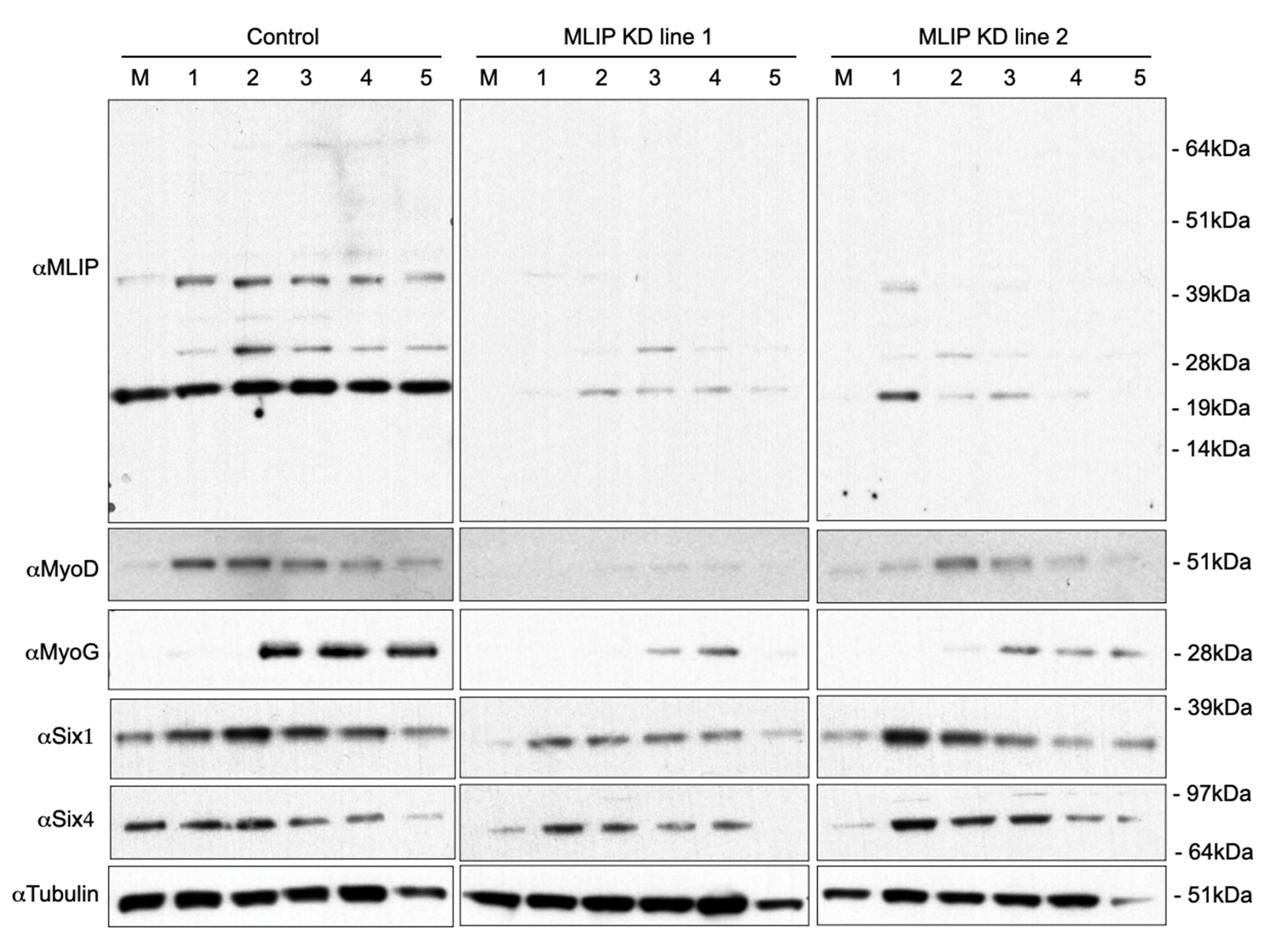 Cells 10 00615 g003 Cells 10 00615 g003