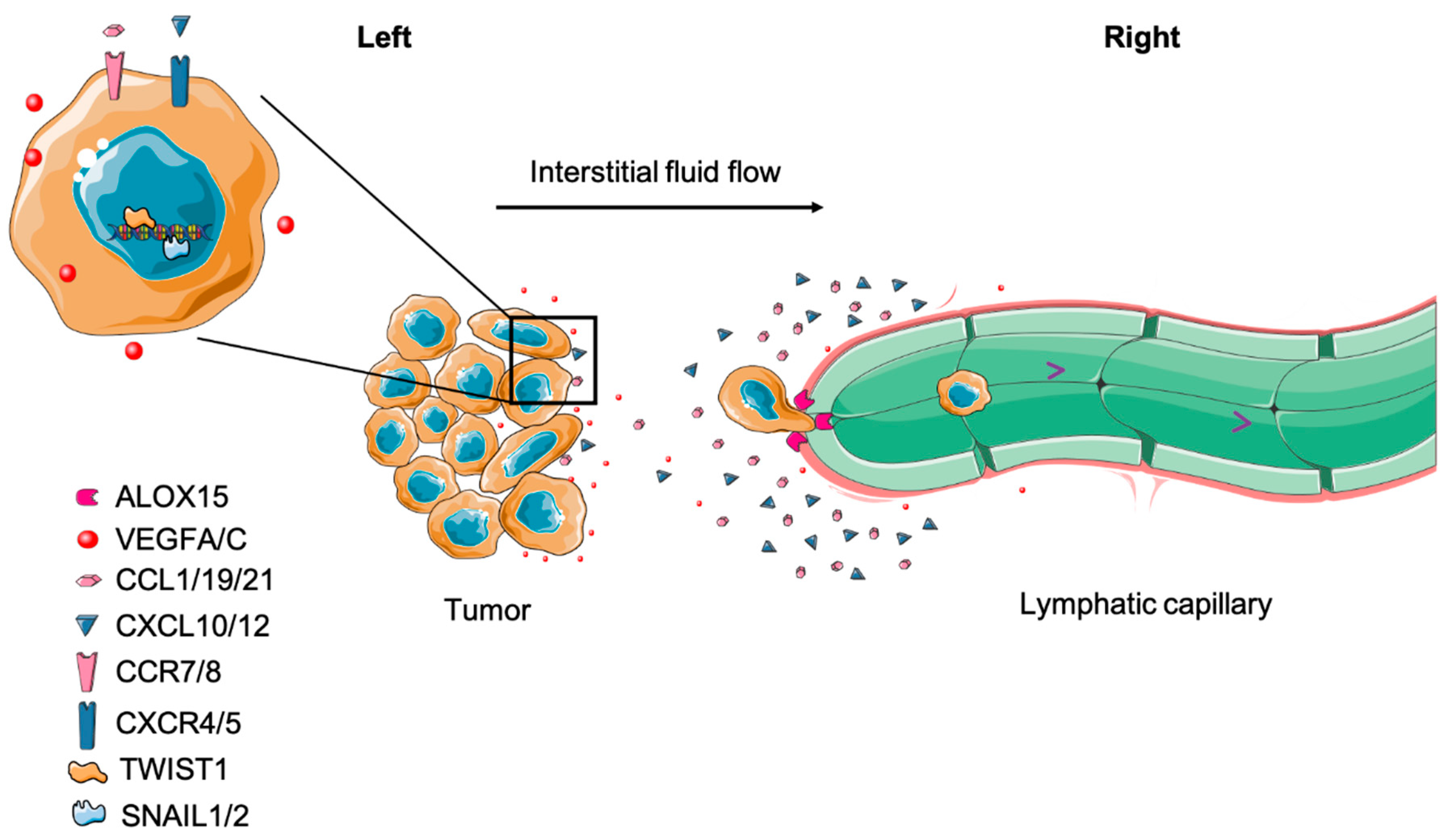 Cells, Free Full-Text