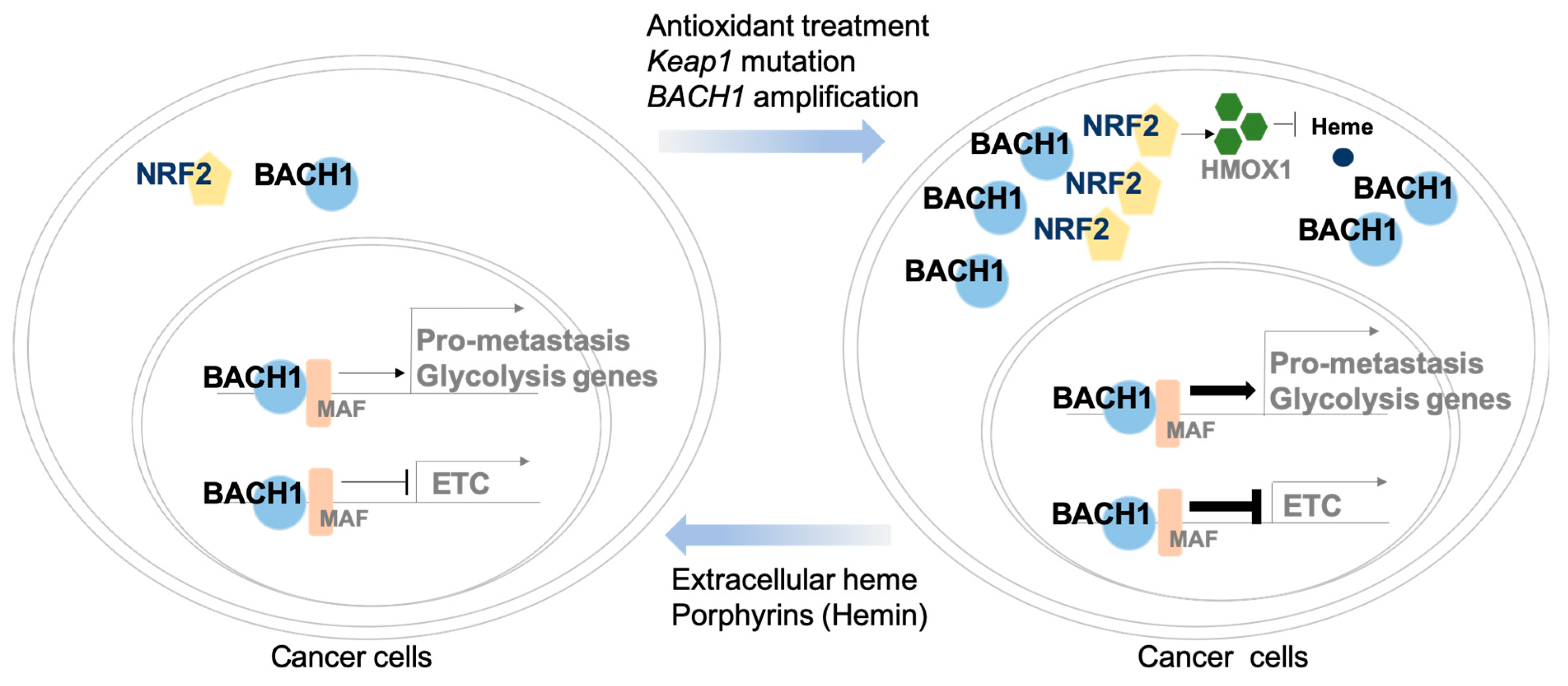 Cells 10 00634 g002 Cells 10 00634 g002