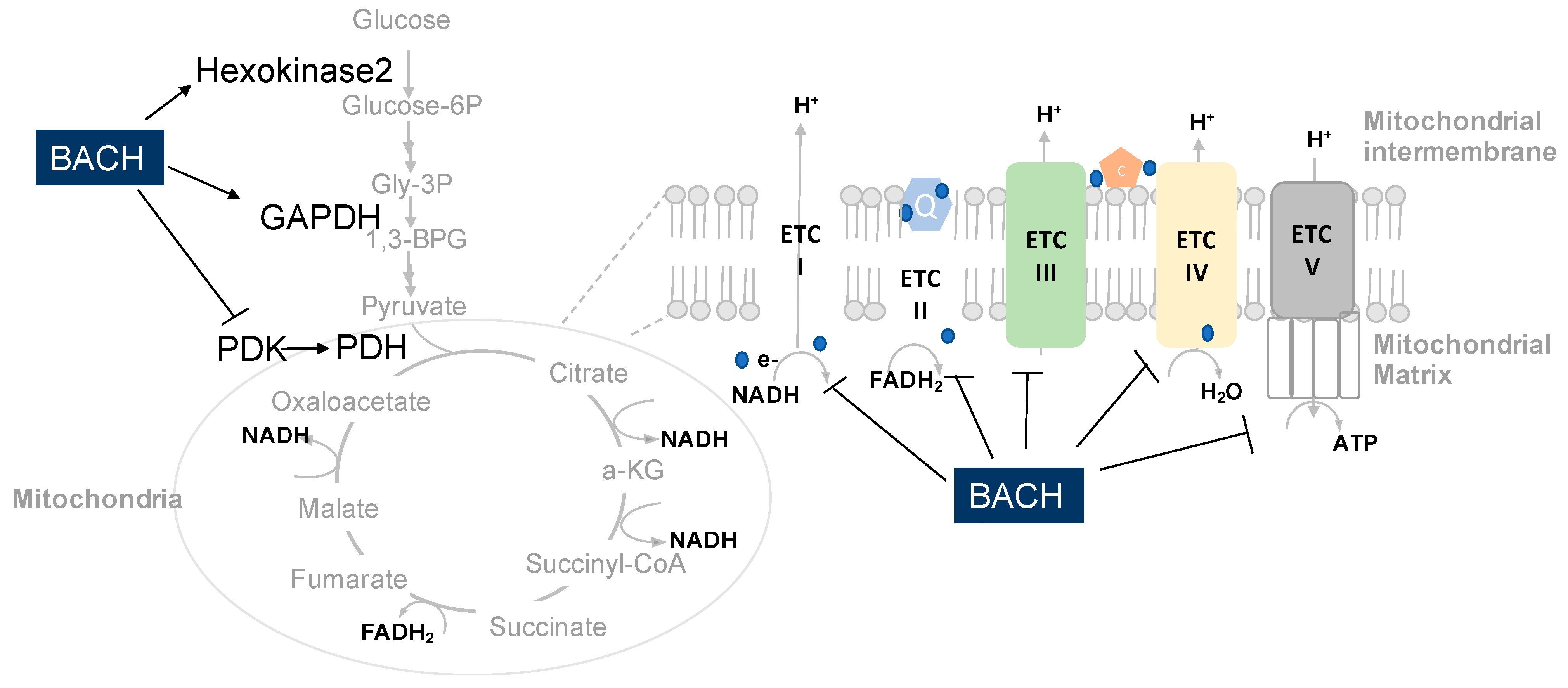Cells 10 00634 g003 Cells 10 00634 g003