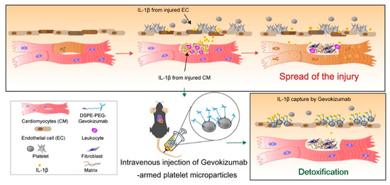 Cardiac Cell Therapy for Heart Repair: Should the Cells Be