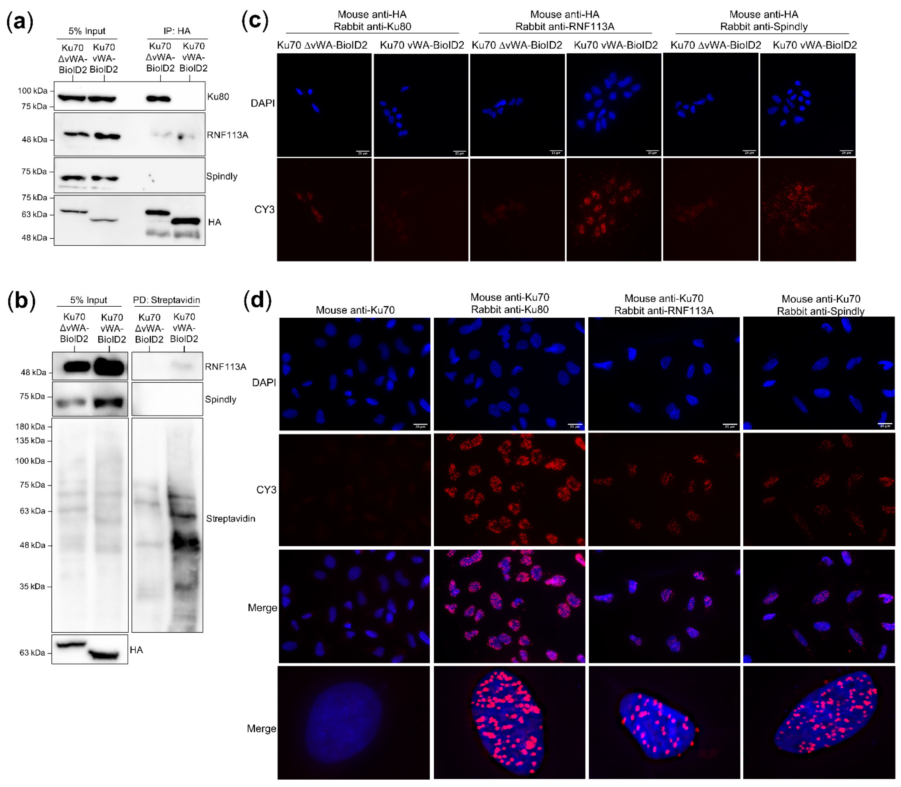 Cells 10 00646 g006 Cells 10 00646 g006
