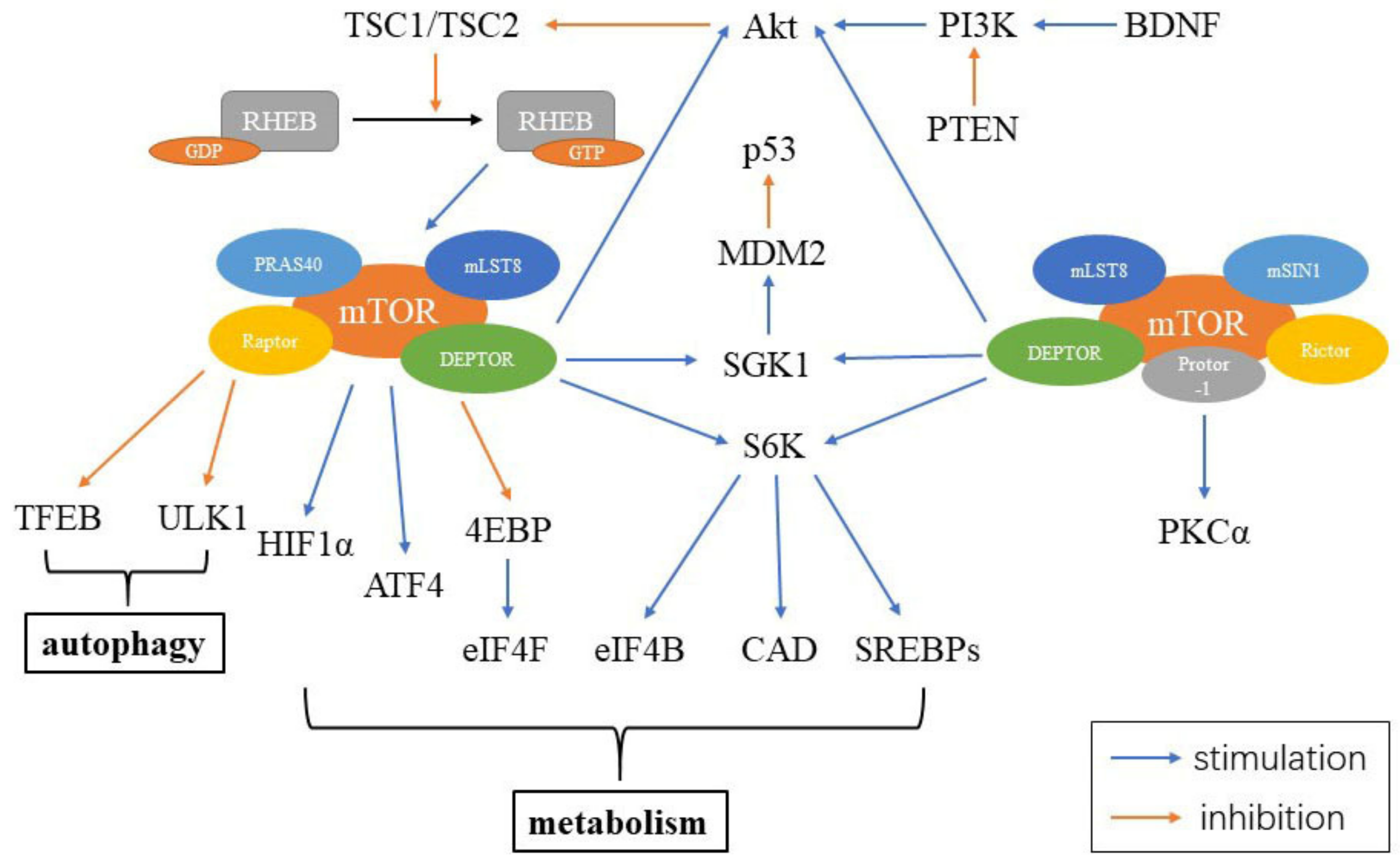 Cells 10 00660 g003 Cells 10 00660 g003
