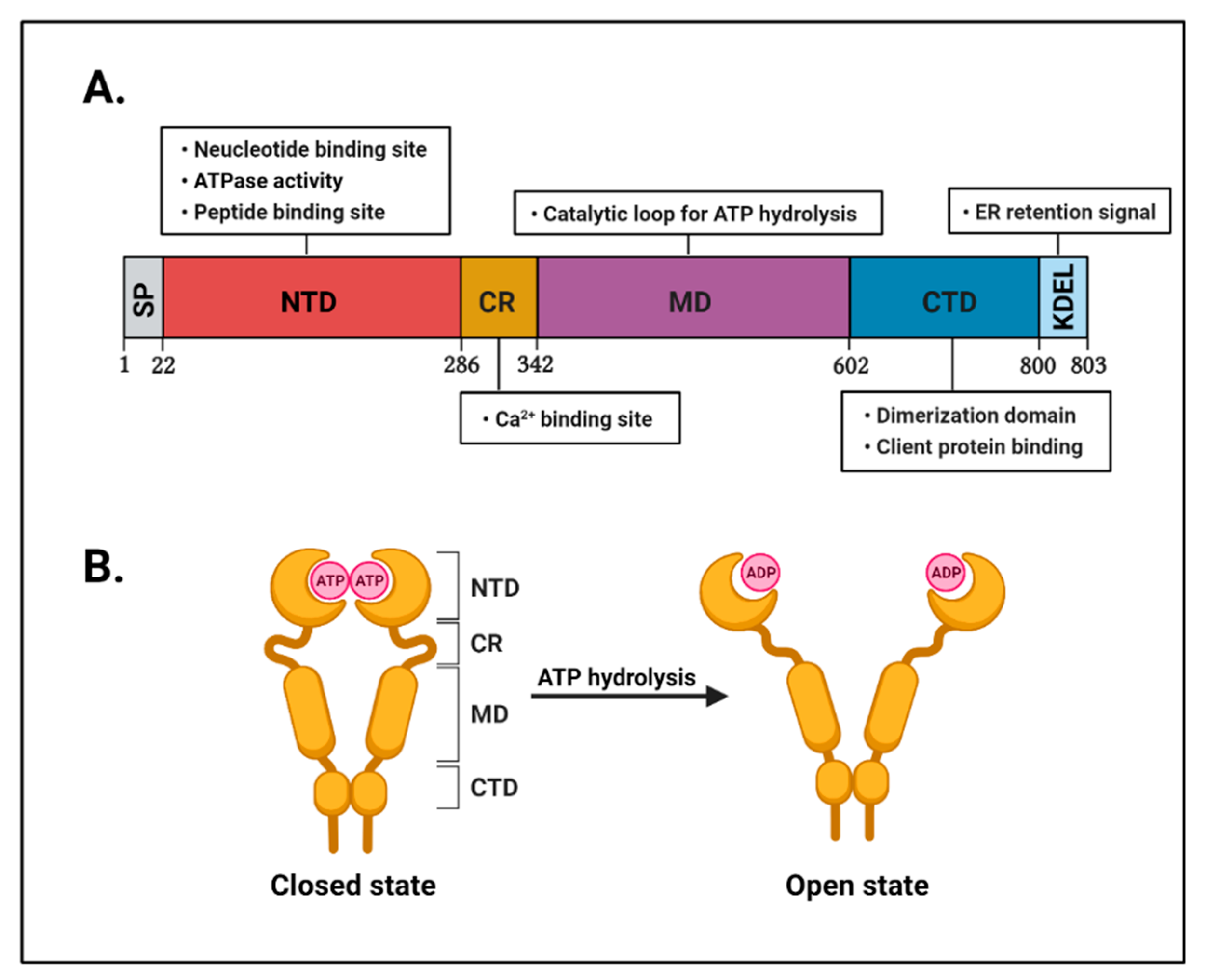 Cells 10 00670 g001 Cells 10 00670 g001