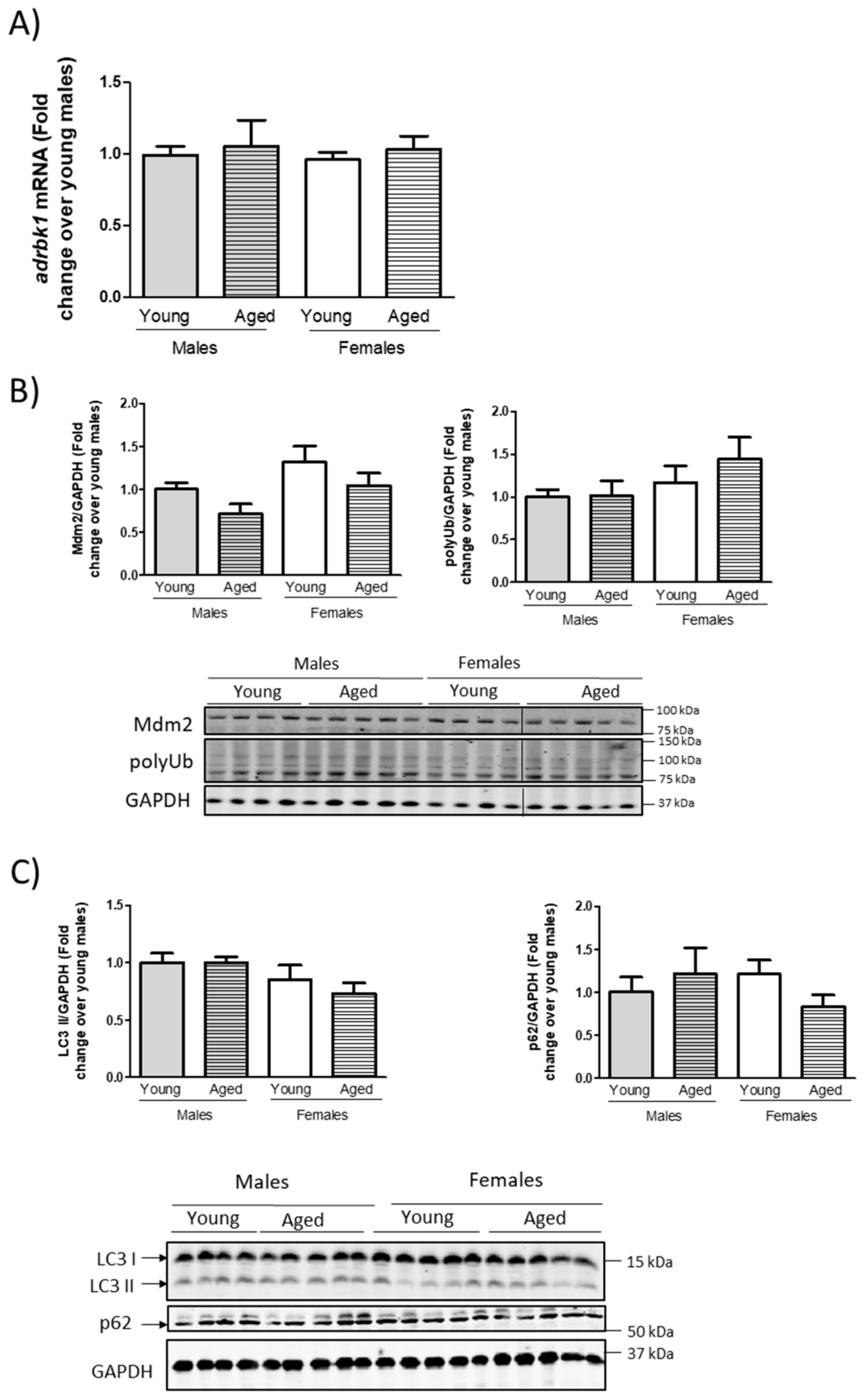 Cells 10 00673 g002 Cells 10 00673 g002