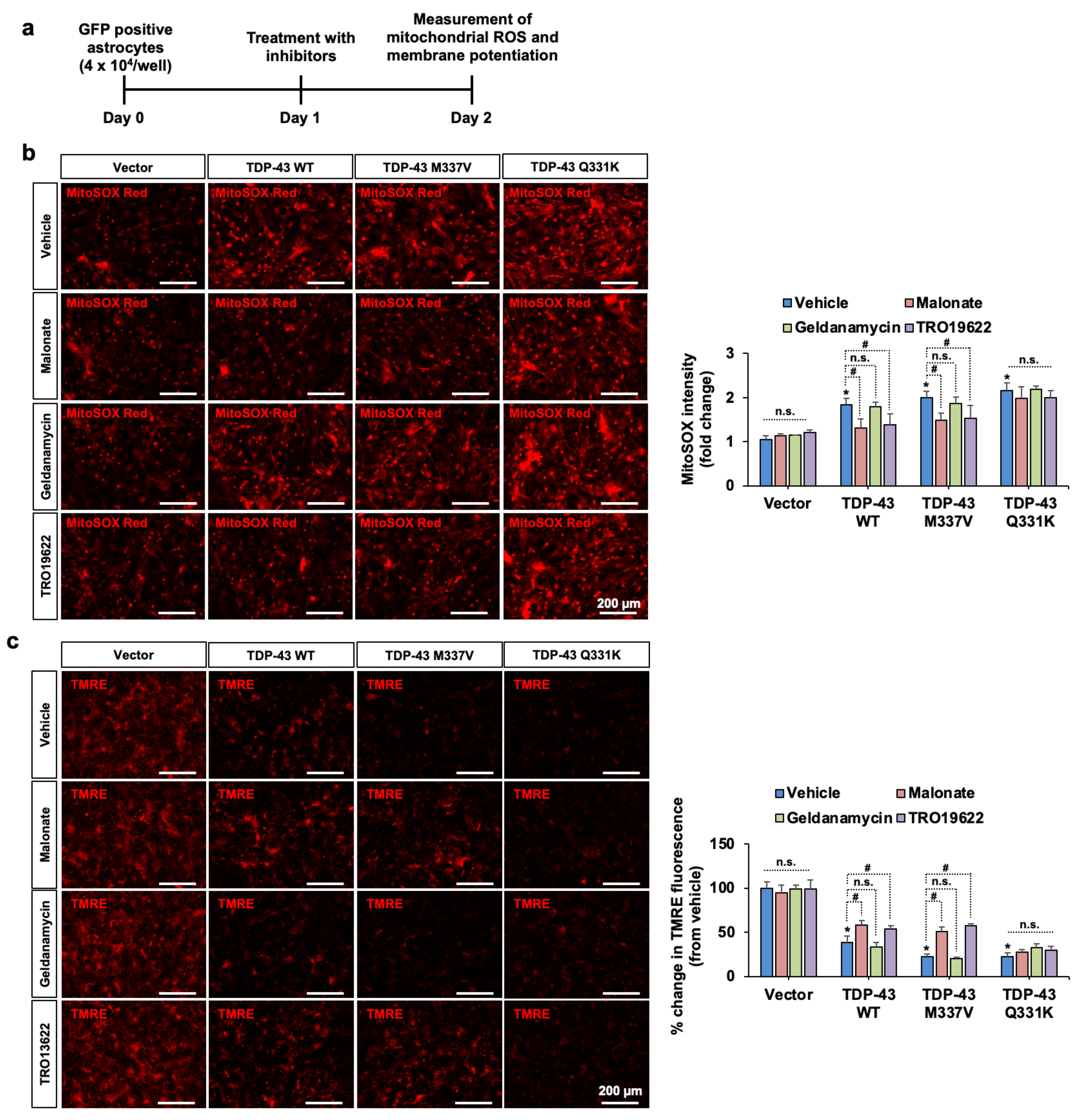 Cells 10 00676 g004 Cells 10 00676 g004