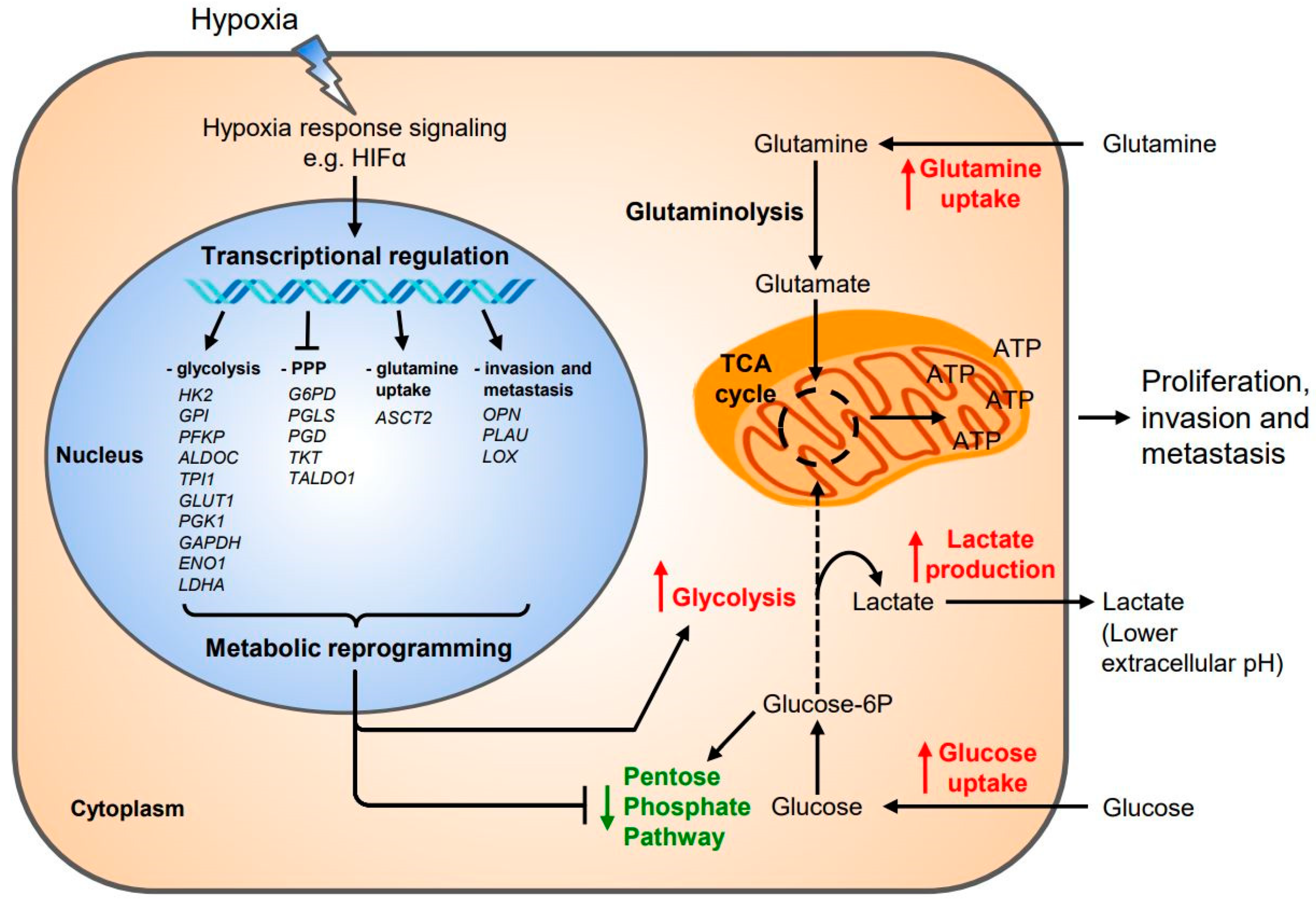Hypoxia-Driven Effects in Cancer ... Biology Diagrams