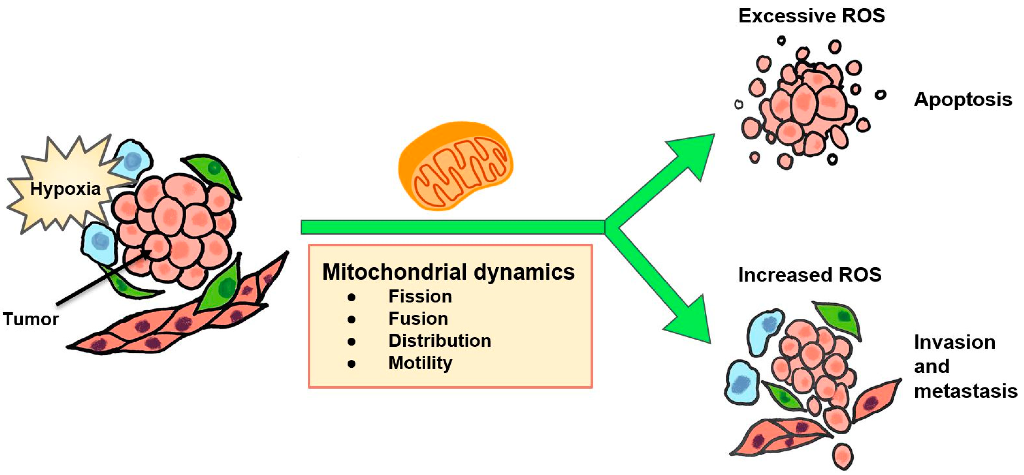 Hypoxia-Driven Effects in Cancer ... Biology Diagrams