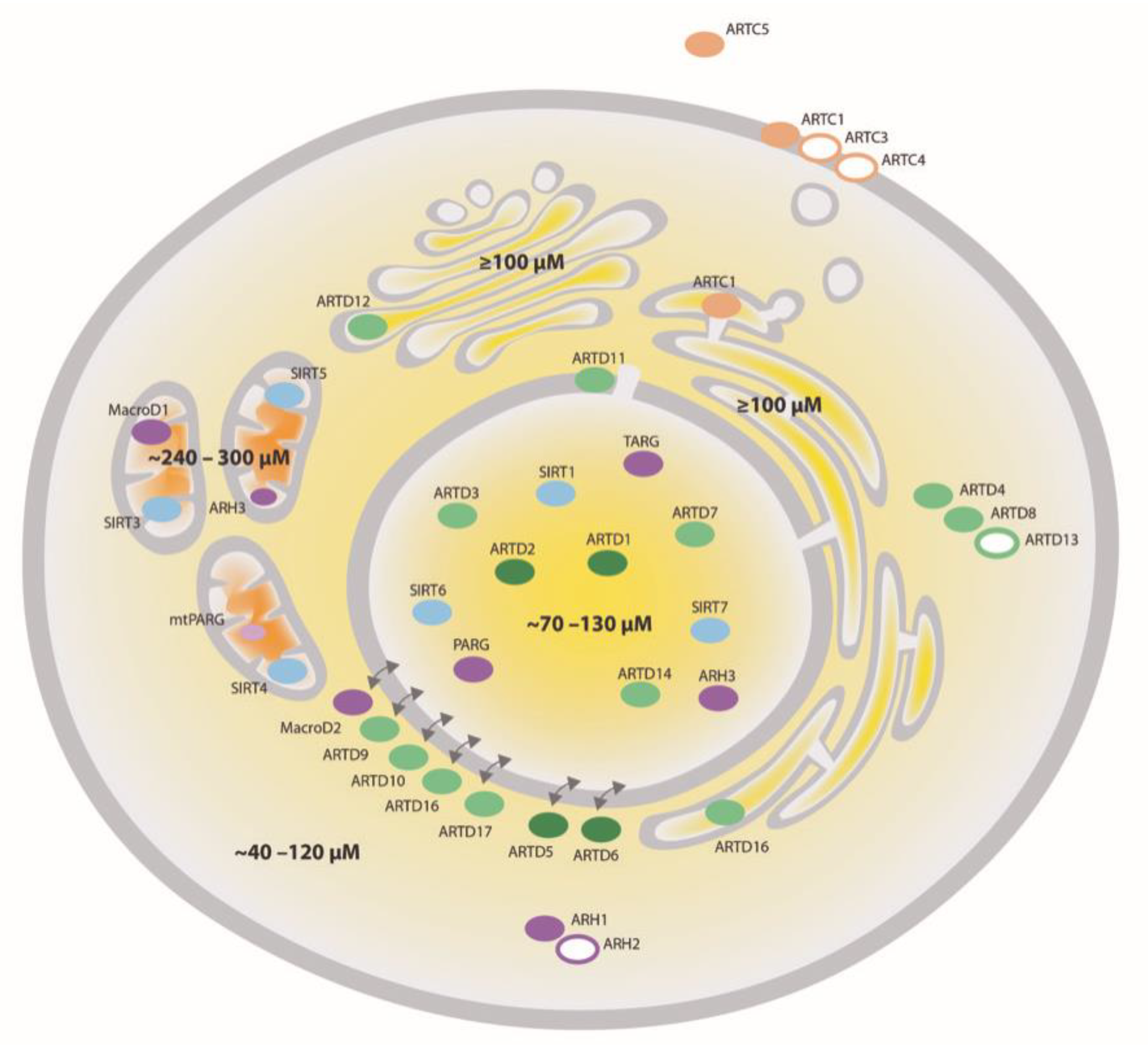 Cells Free Full Text Uncovering The Invisible Mono Adp Ribosylation Moved Into The Spotlight Html