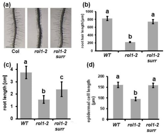 Cells Free Full Text Defects In Cell Wall Differentiation Of The Arabidopsis Mutant Rol1 2 Is Dependent On Cyclin Dependent Kinase Cdk8 Html