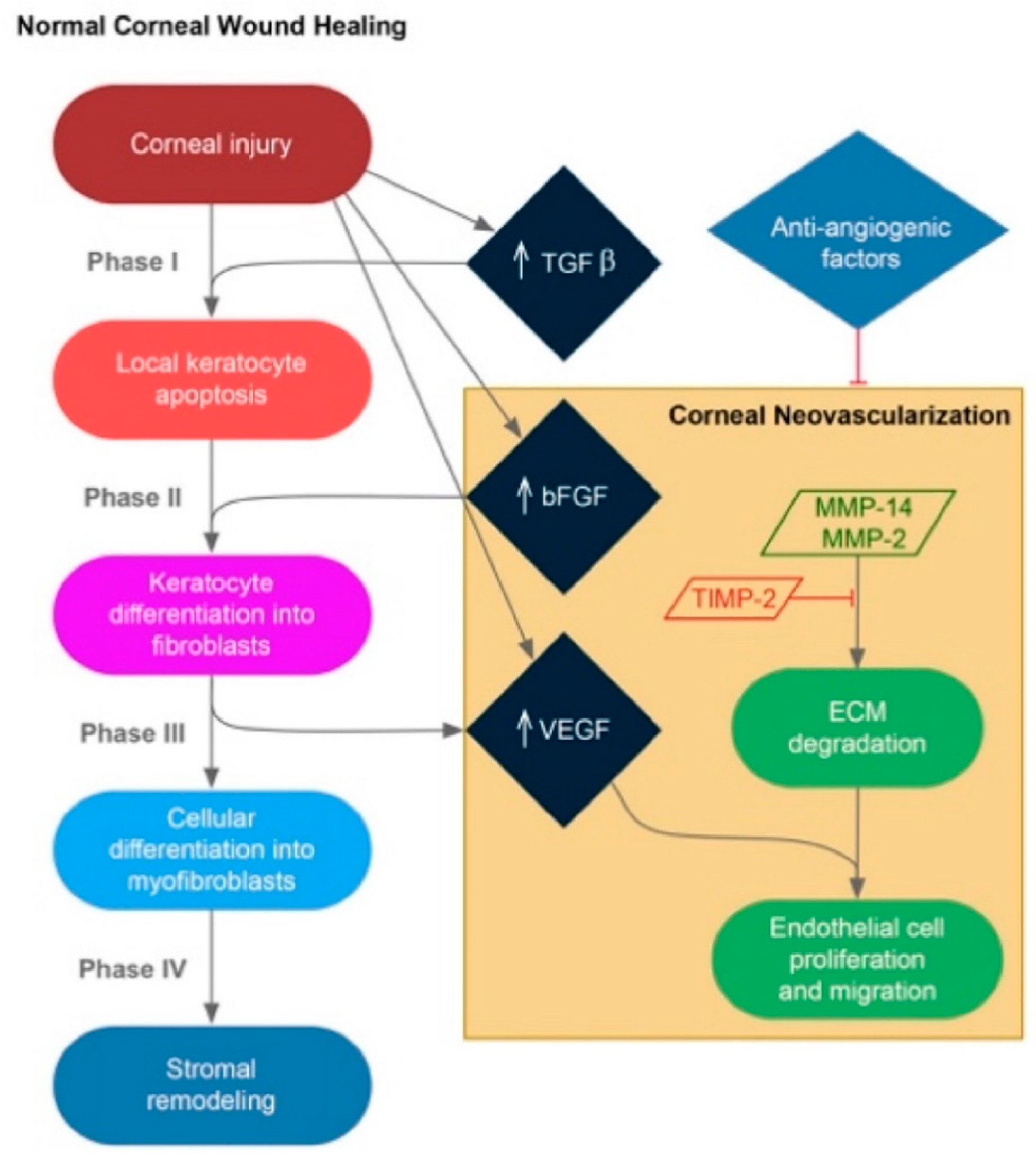 Cells 10 00687 g001 Cells 10 00687 g001