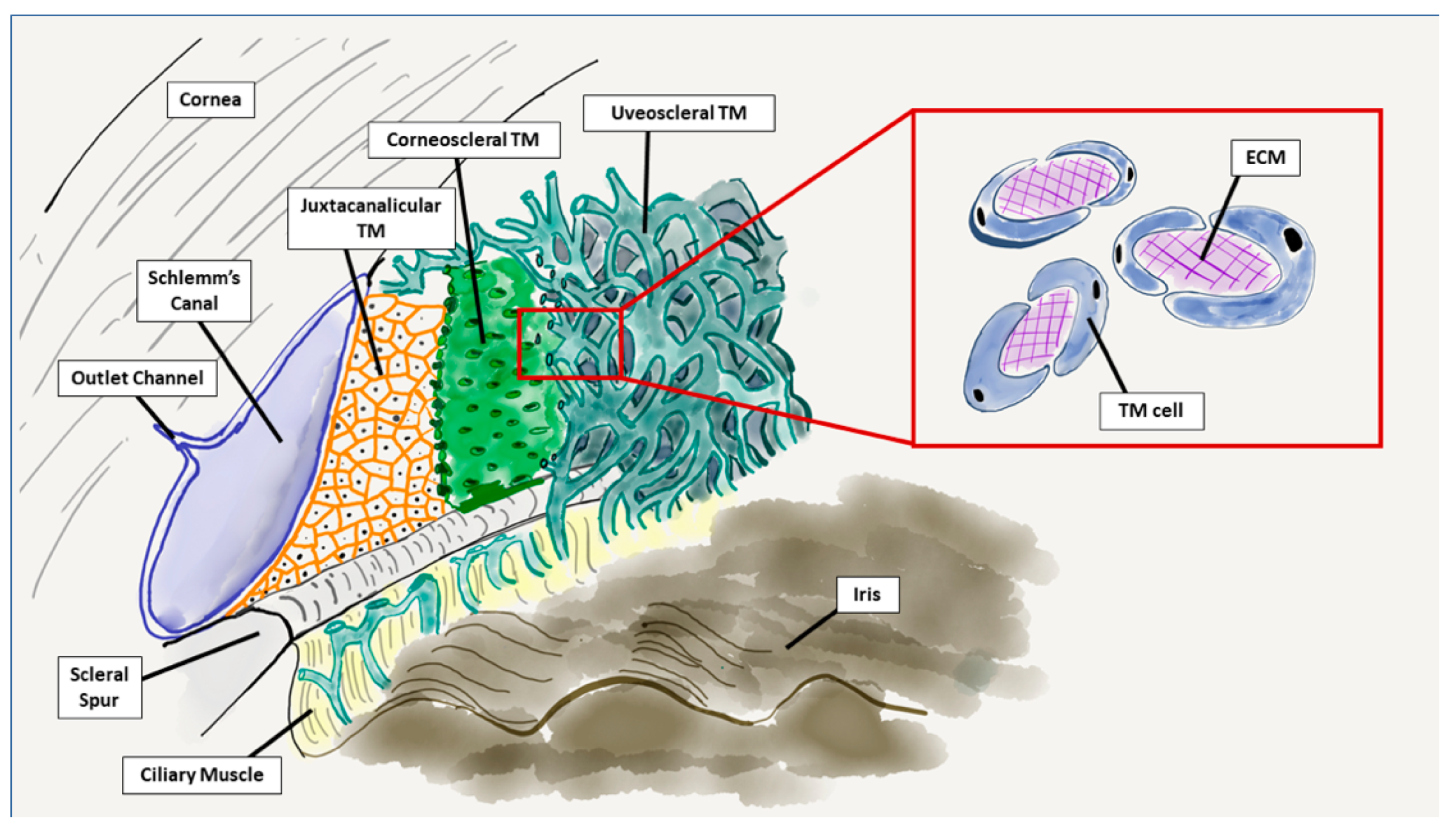 Cells 10 00687 g004 Cells 10 00687 g004