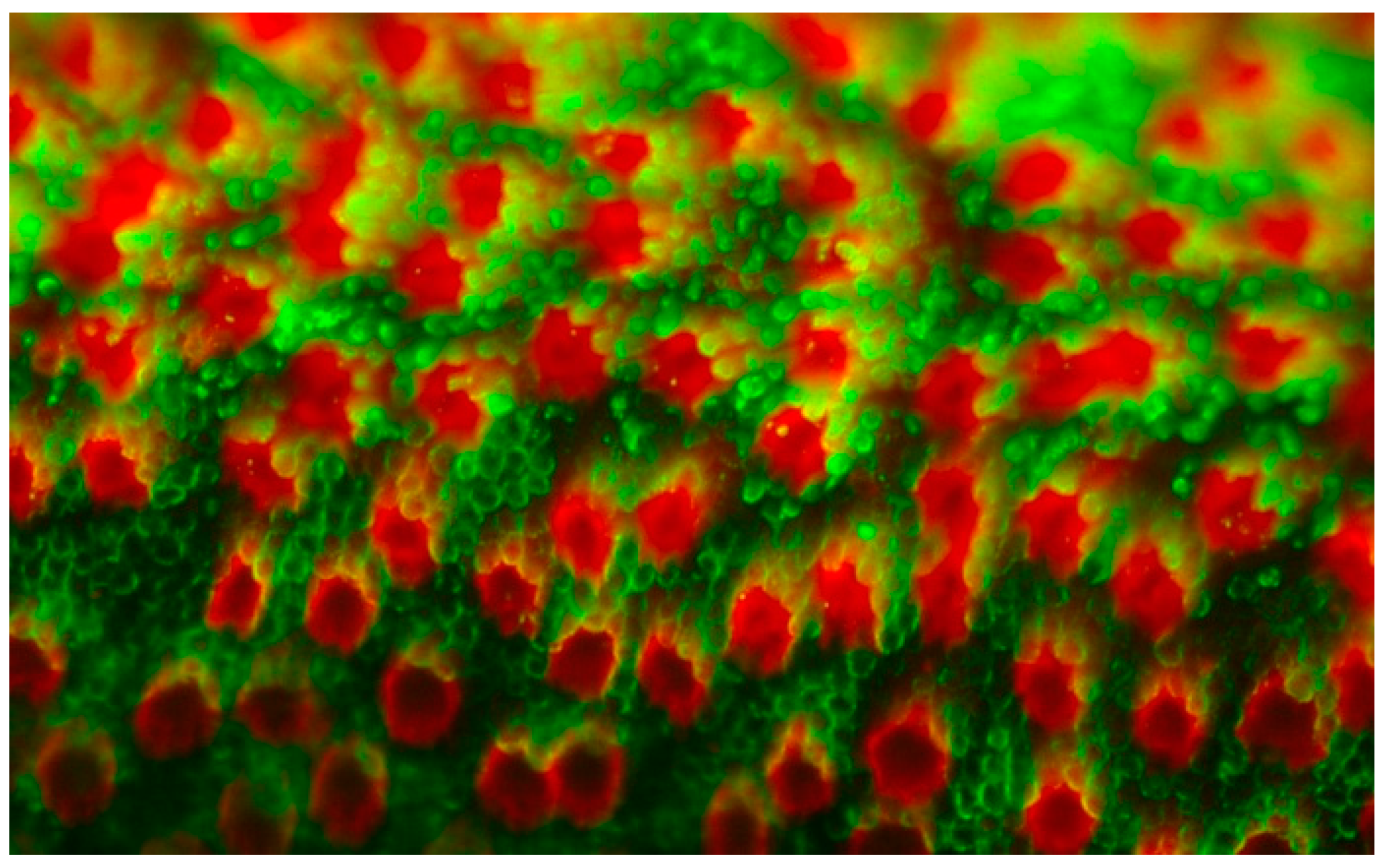 Cells 10 00687 g007 Cells 10 00687 g007