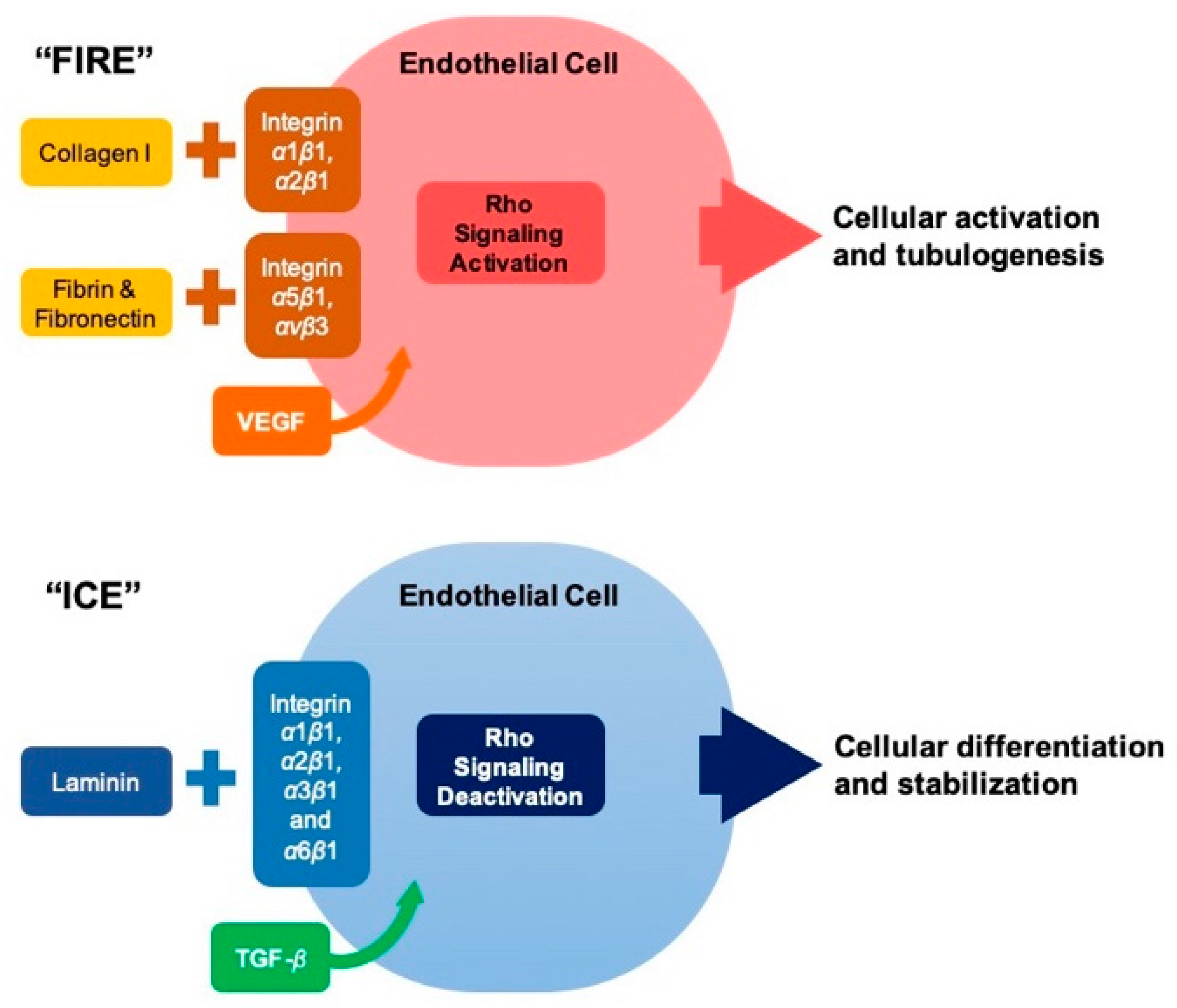 Cells 10 00687 g008 Cells 10 00687 g008