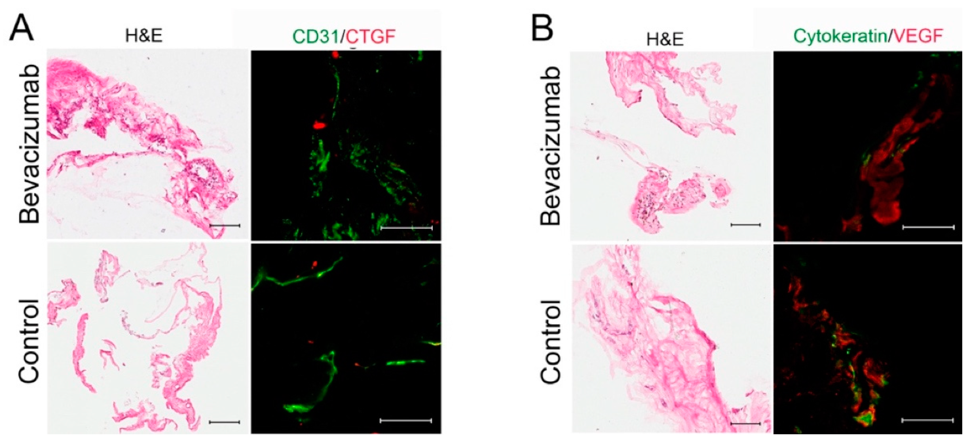 Cells 10 00687 g009 Cells 10 00687 g009
