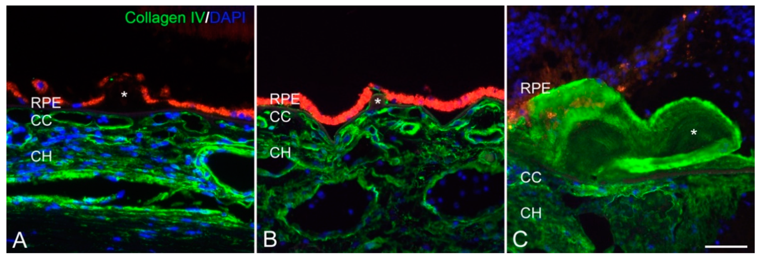 Cells 10 00687 g010 Cells 10 00687 g010