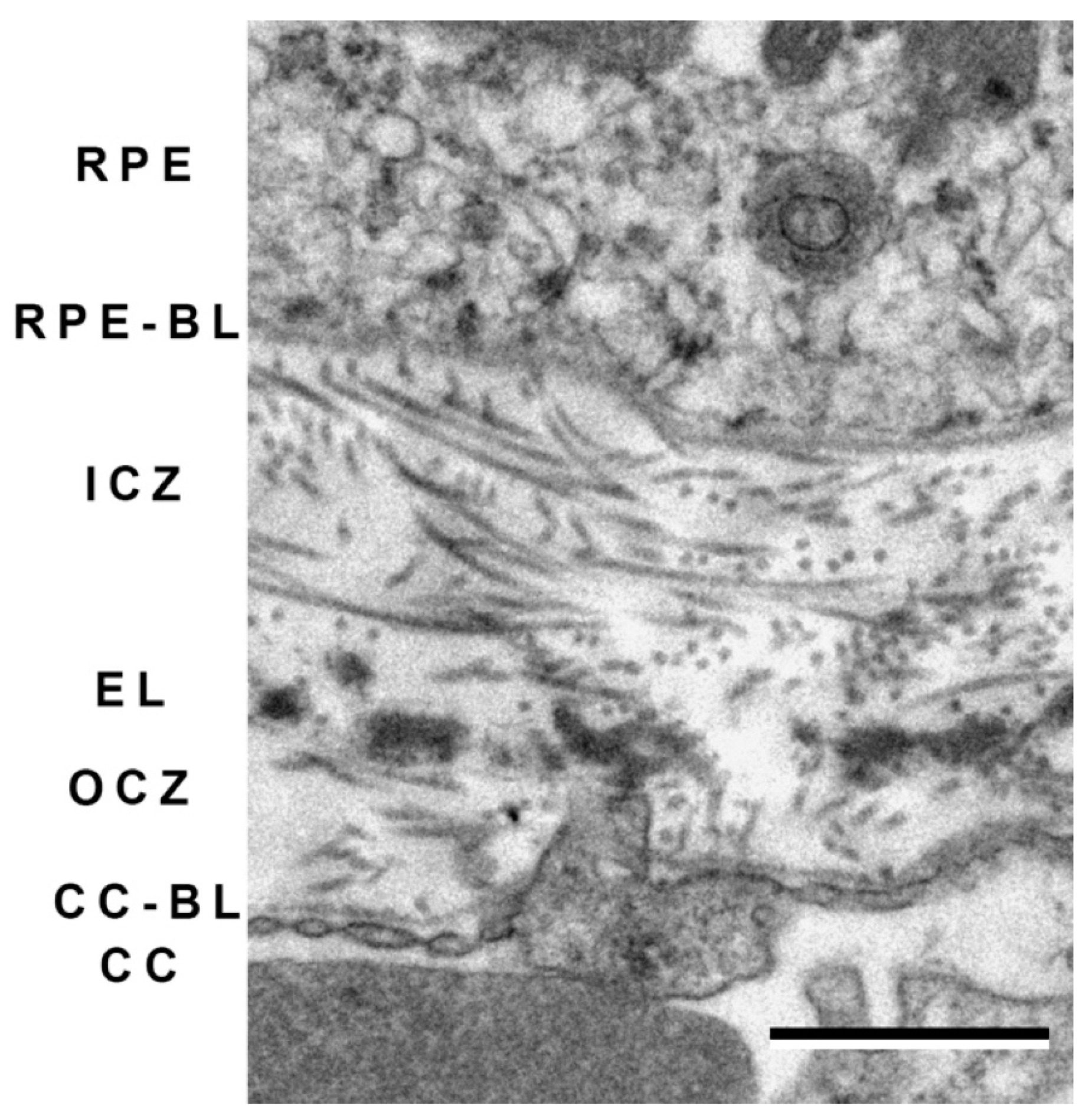 Cells 10 00687 g011 Cells 10 00687 g011