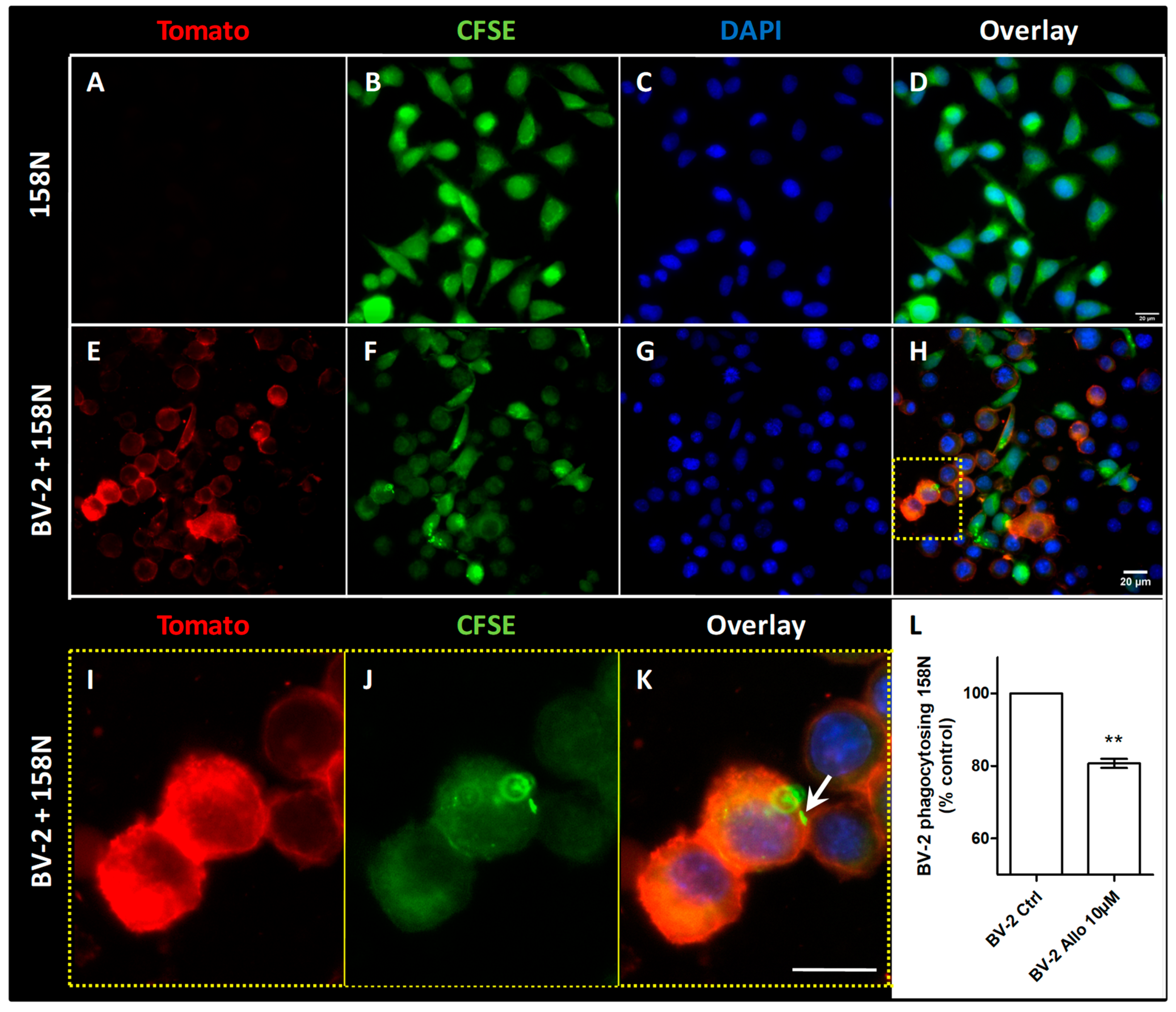 Cells 10 00698 g008 Cells 10 00698 g008
