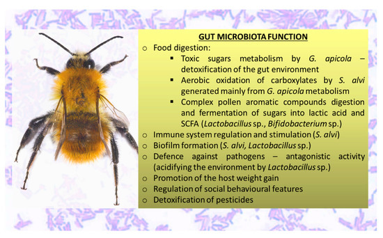 Characterization of Apis mellifera Gastrointestinal Microbiota and