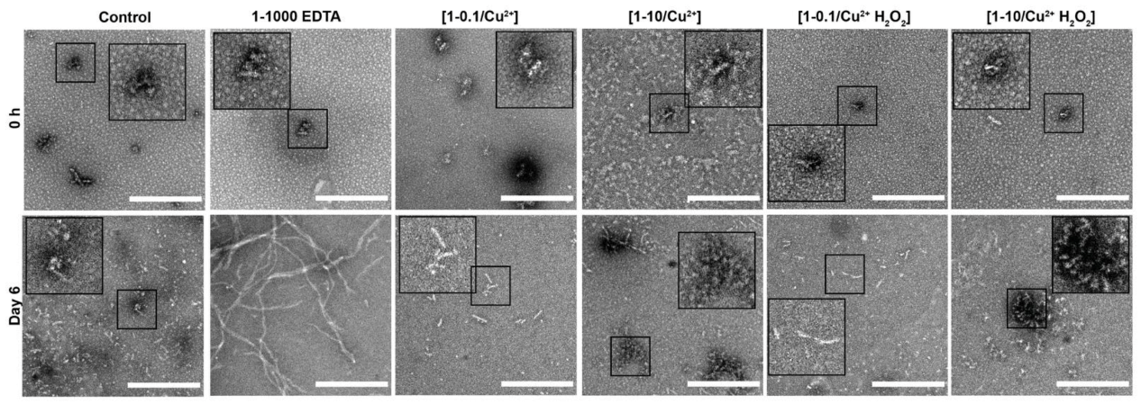 Cells 10 00703 g002 Cells 10 00703 g002
