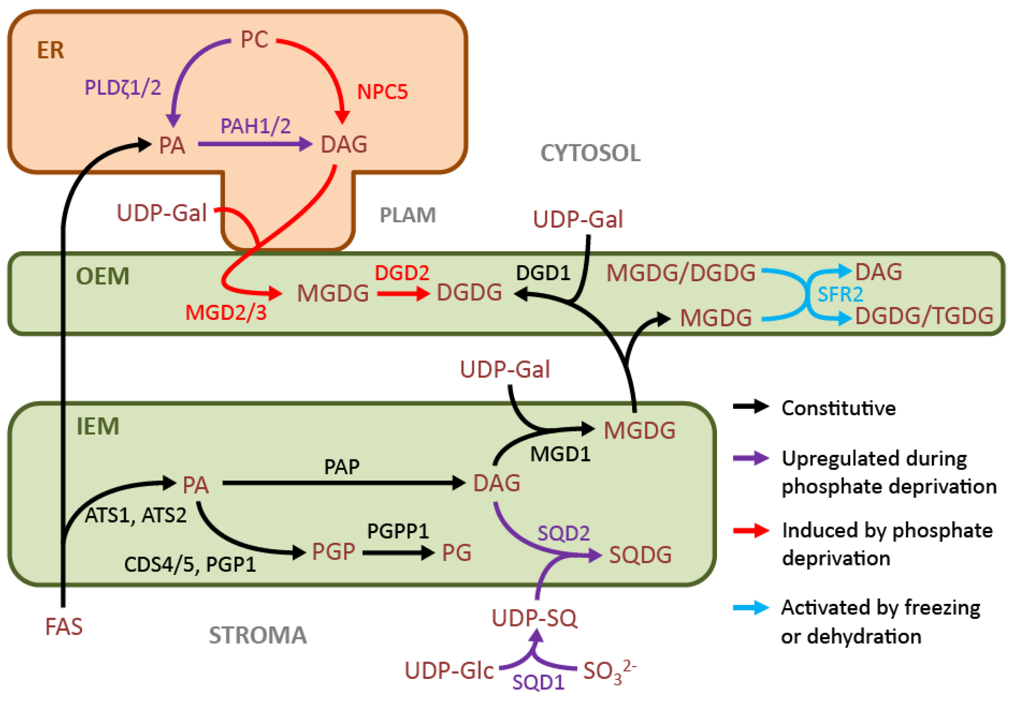 Cells Free Full Text The Role Of Chloroplast Membrane Lipid Metabolism In Plant Environmental Responses Html