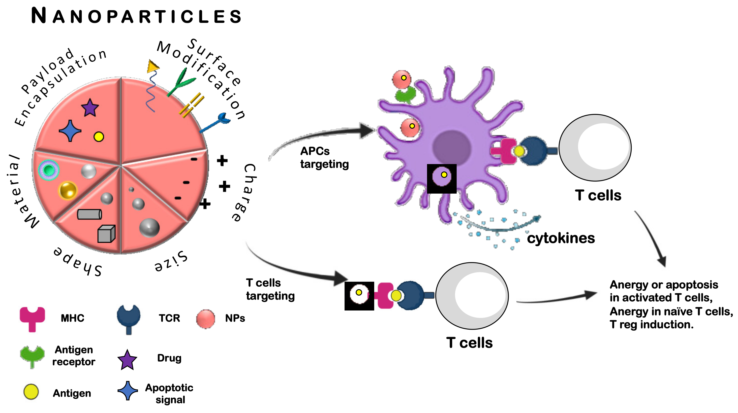 Cells 10 00707 g002 Cells 10 00707 g002
