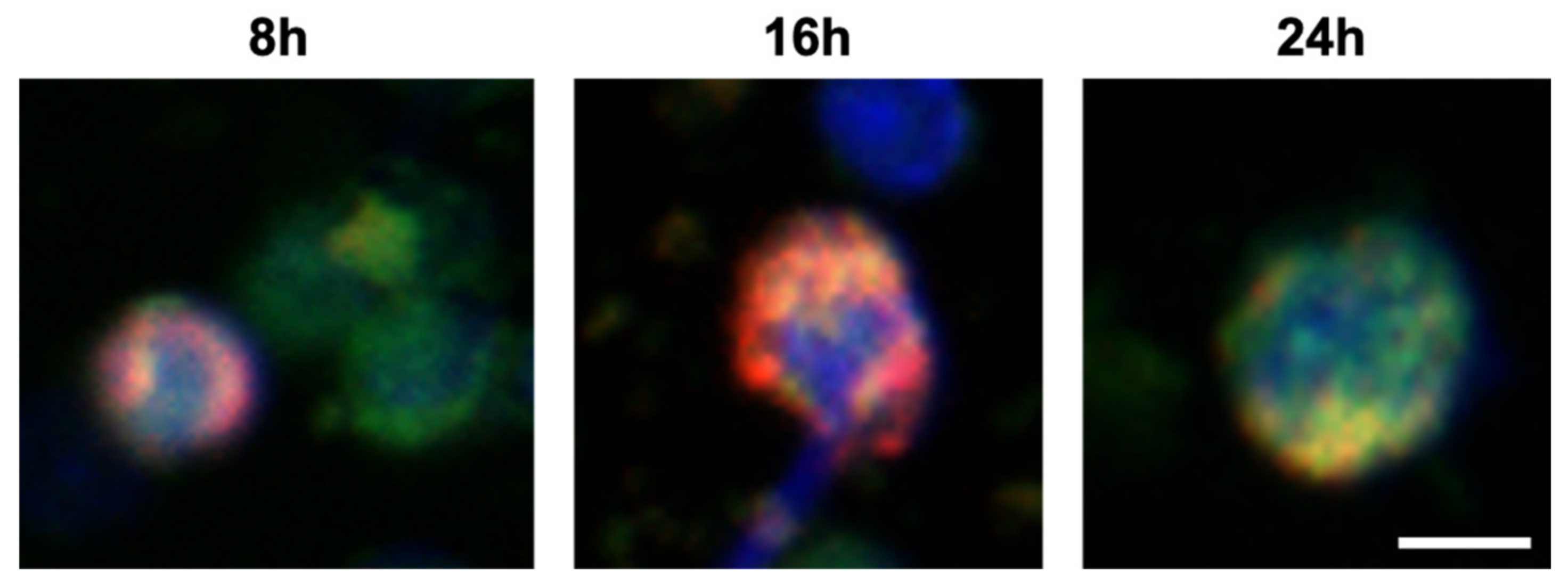 Cells 10 00707 g004 Cells 10 00707 g004