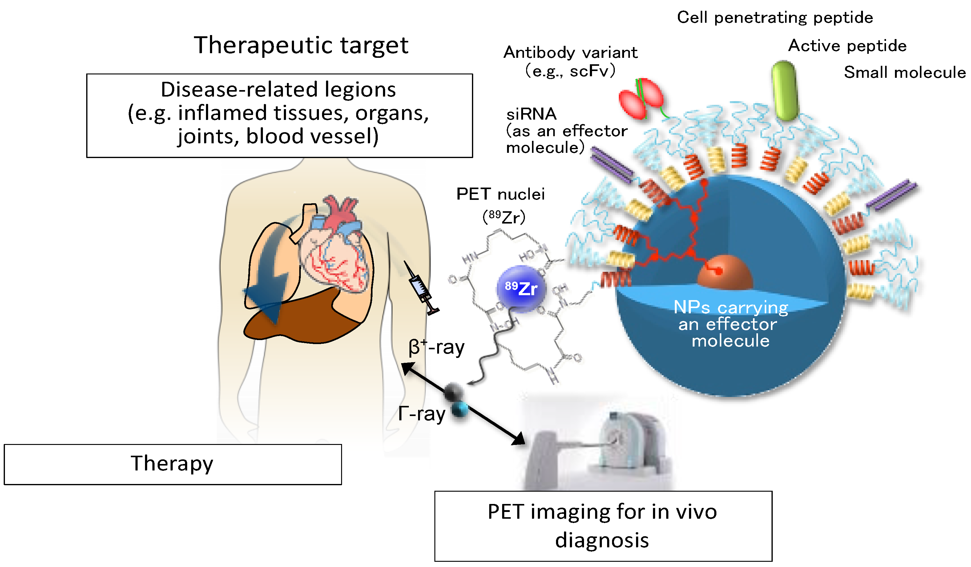 Cells 10 00707 g005 Cells 10 00707 g005