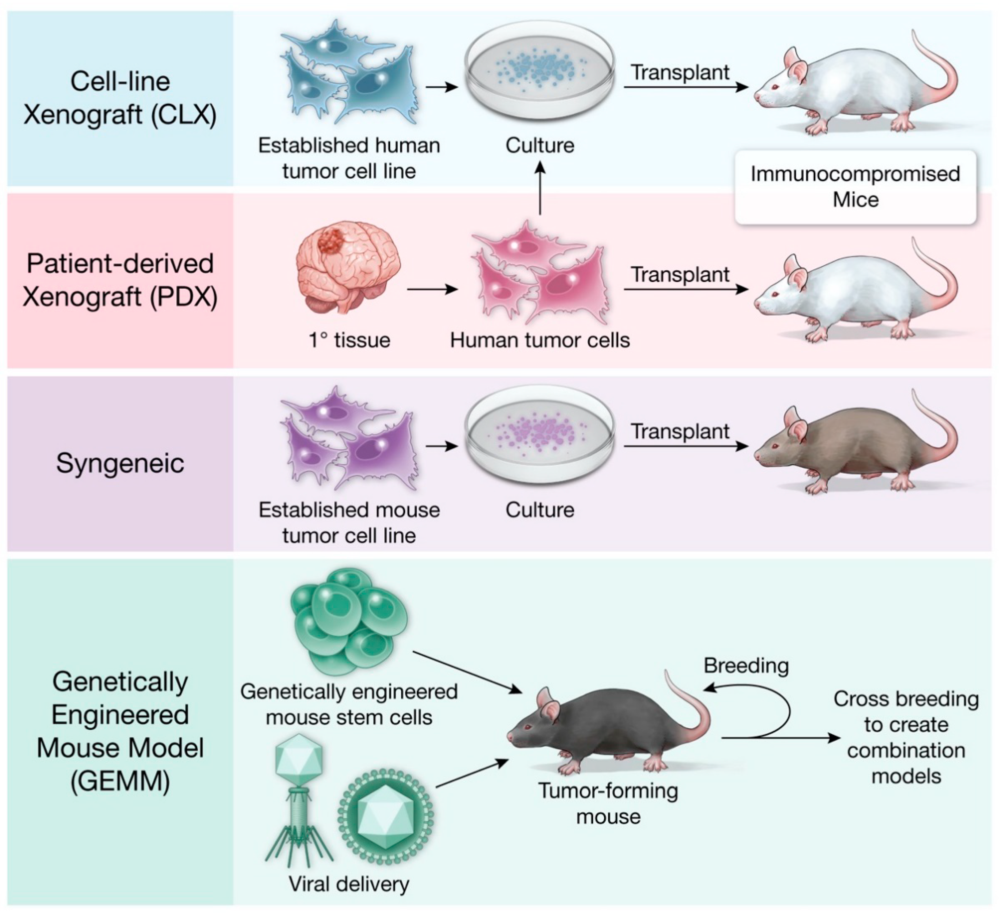Cells Free Full Text Contemporary Mouse Models In Glioma Research Html