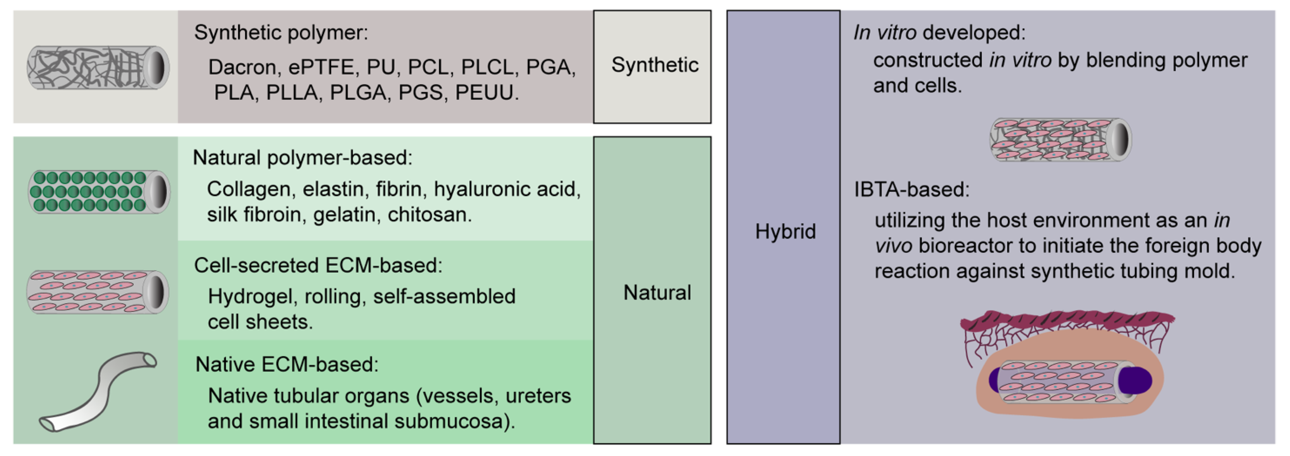 Cells | Free Full-Text | Review: Tissue Engineering of Small-Diameter Vascular Grafts and Their In Vivo Evaluation in Large Animals and Humans Cells | Free Full-Text | Review: Tissue Engineering of Small-Diameter Vascular Grafts and Their In Vivo Evaluation in Large Animals and Humans