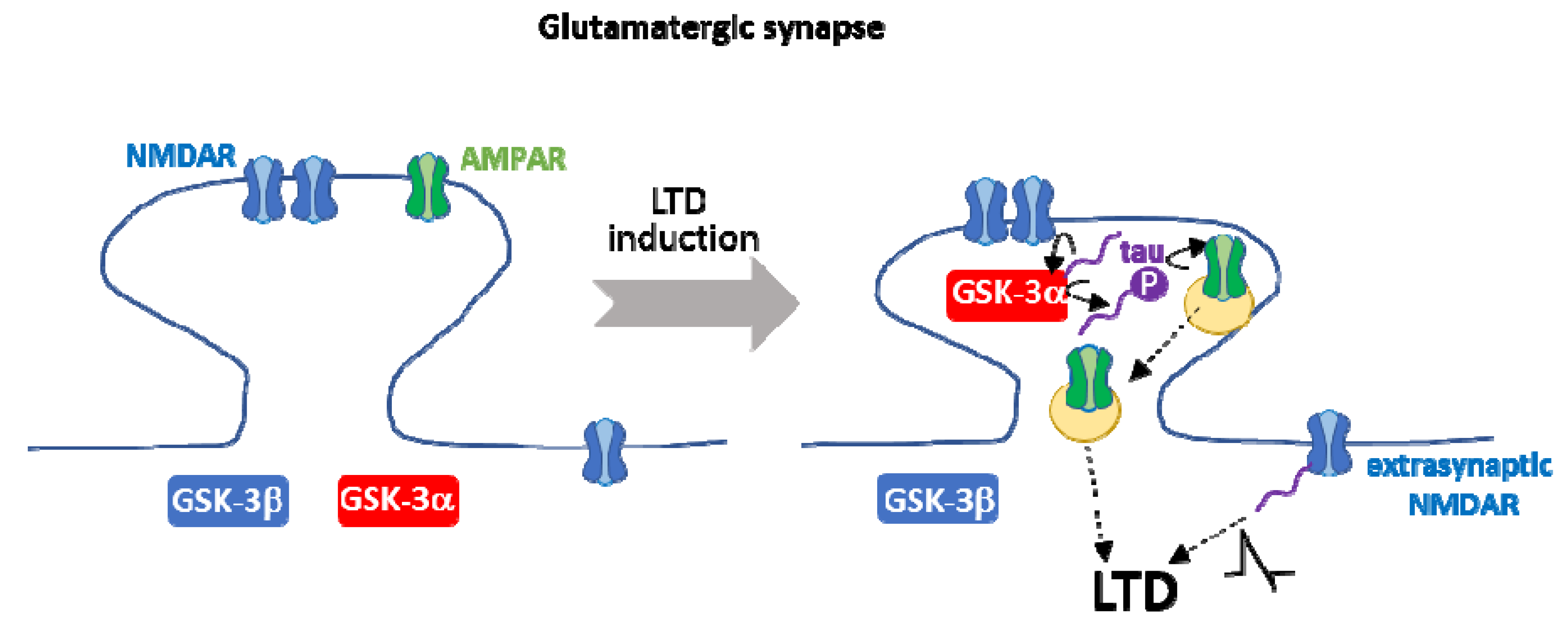 Cells 10 00721 g004 Cells 10 00721 g004