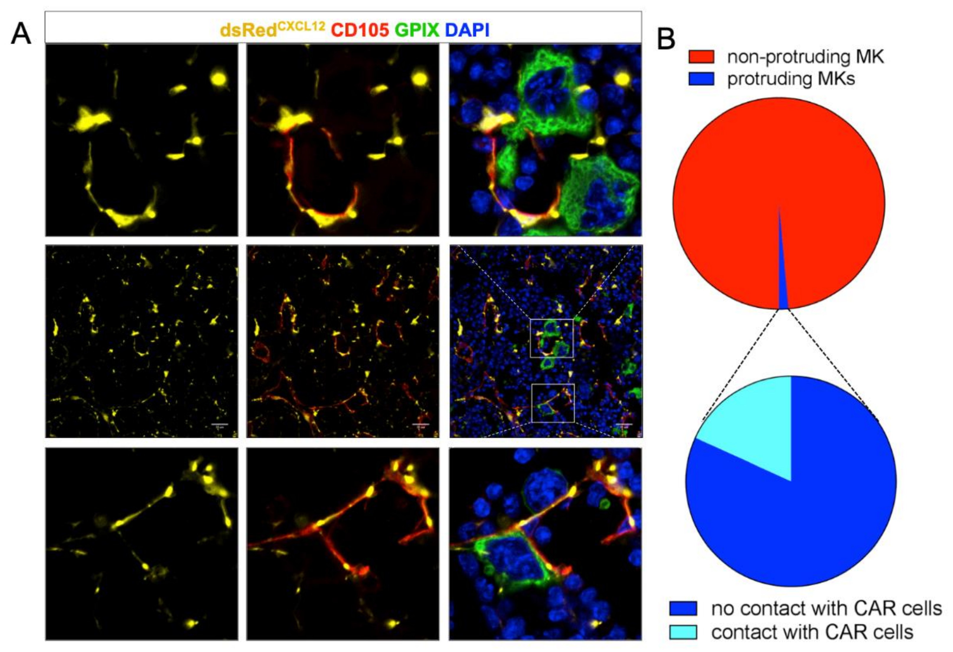 Cells 10 00722 g002 Cells 10 00722 g002