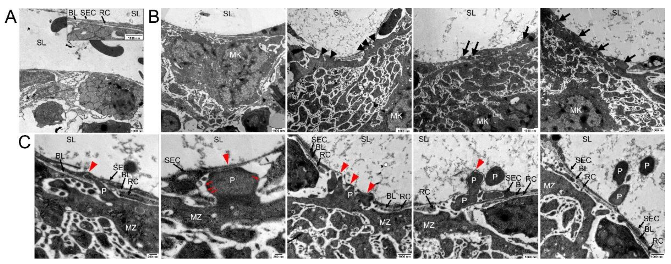 Cells 10 00722 g003 Cells 10 00722 g003