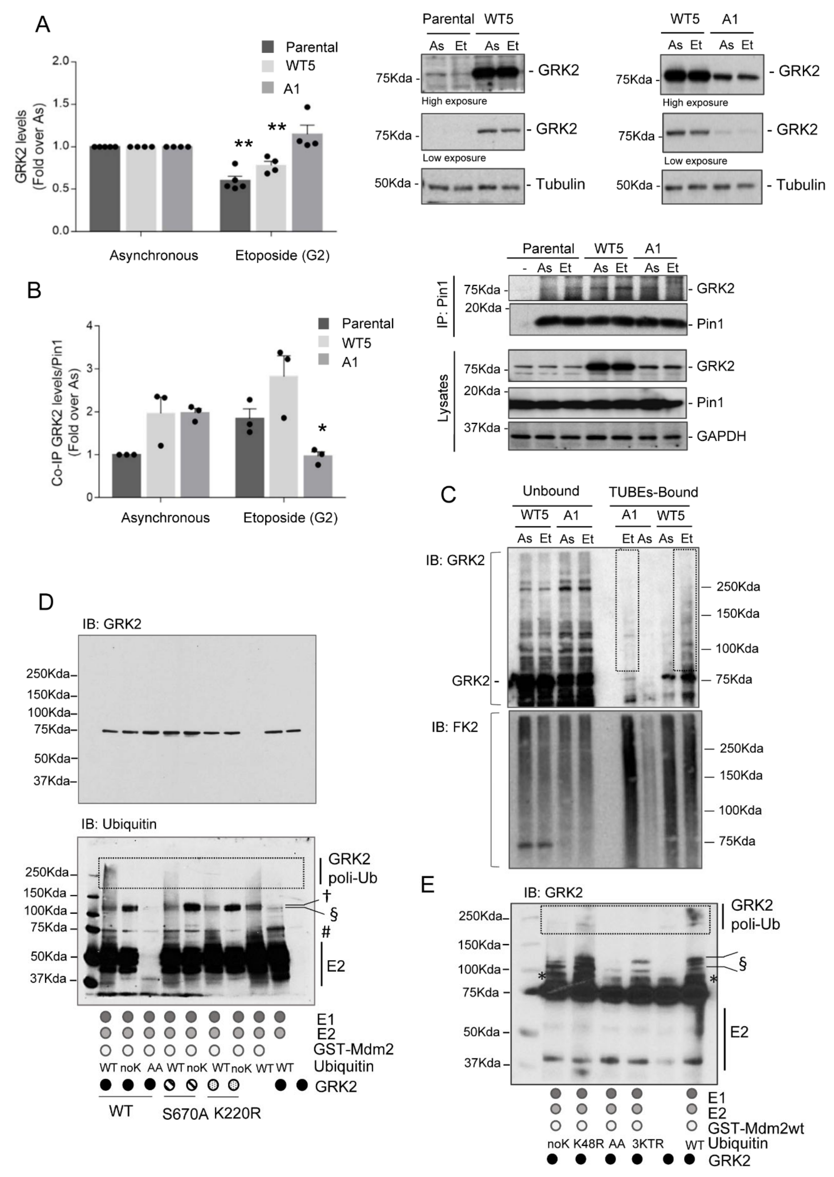 Cells 10 00729 g002 Cells 10 00729 g002