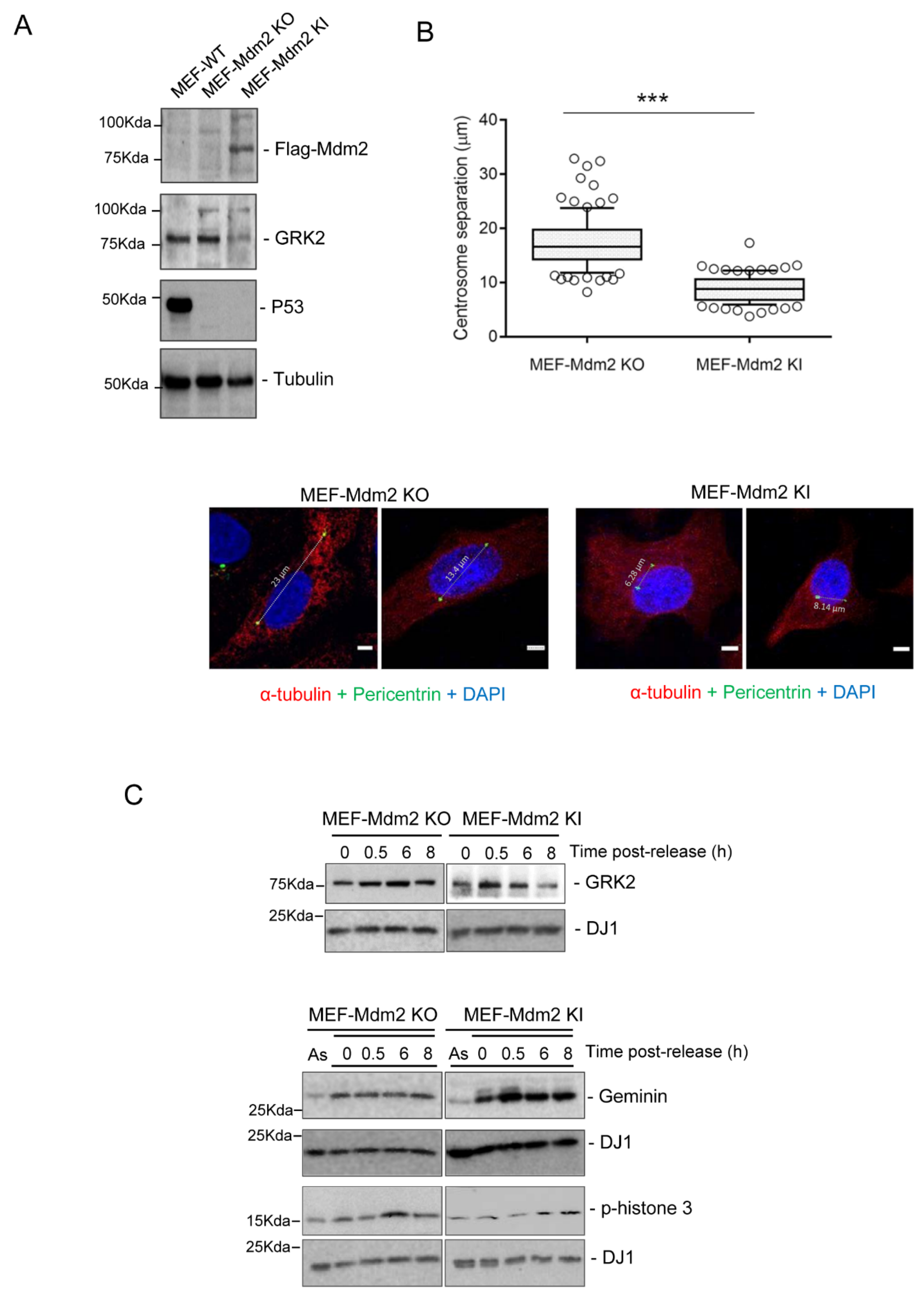 Cells 10 00729 g003 Cells 10 00729 g003
