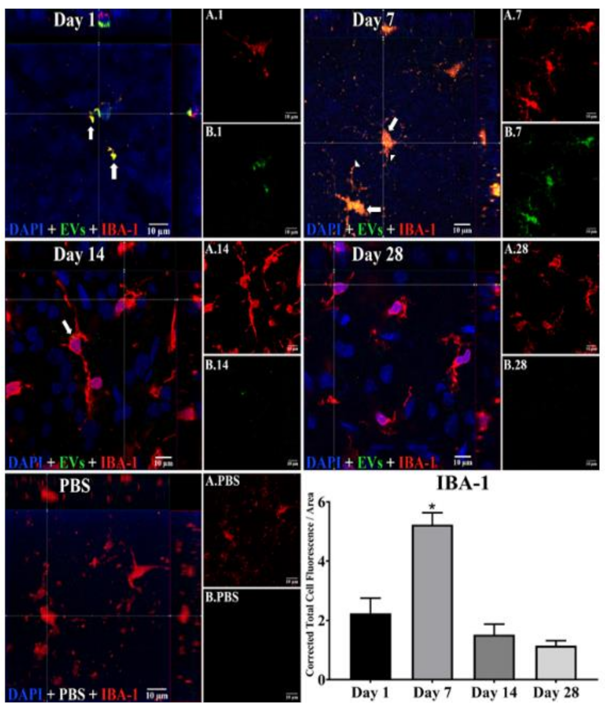 Cells 10 00730 g002 Cells 10 00730 g002