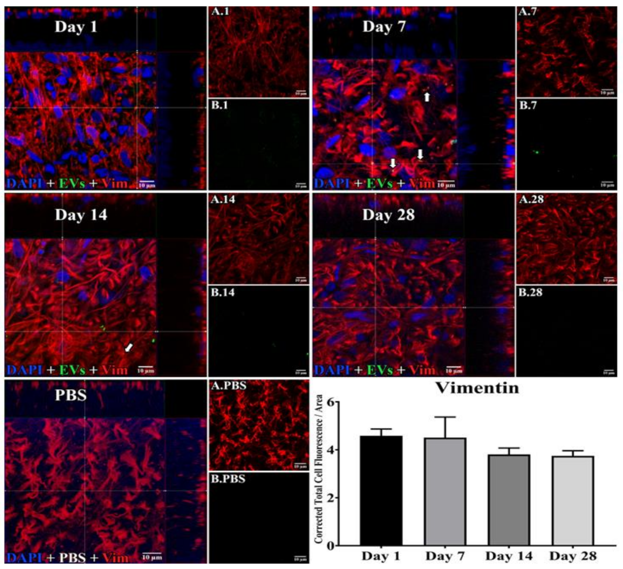 Cells 10 00730 g003 Cells 10 00730 g003