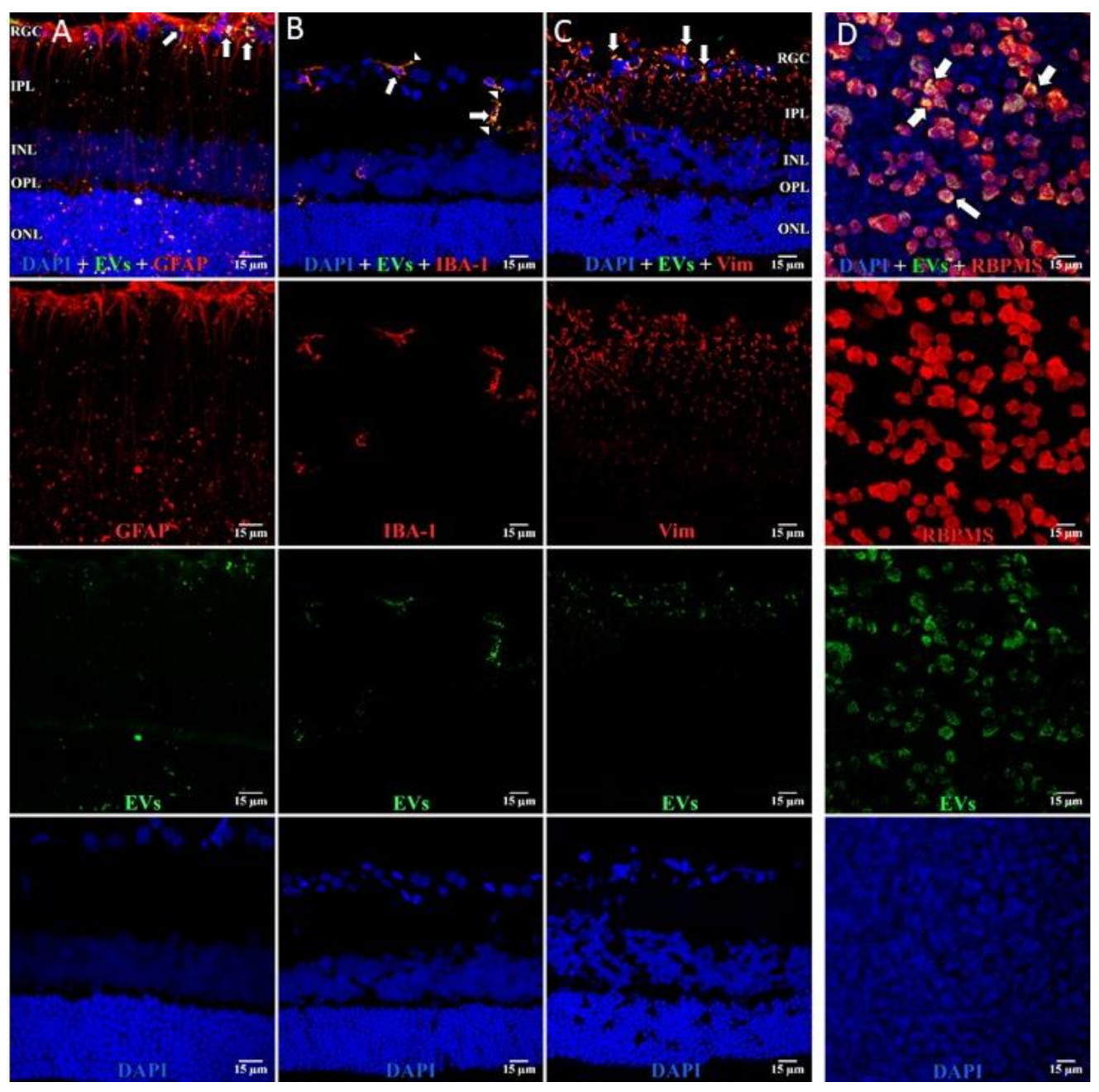 Cells 10 00730 g004 Cells 10 00730 g004